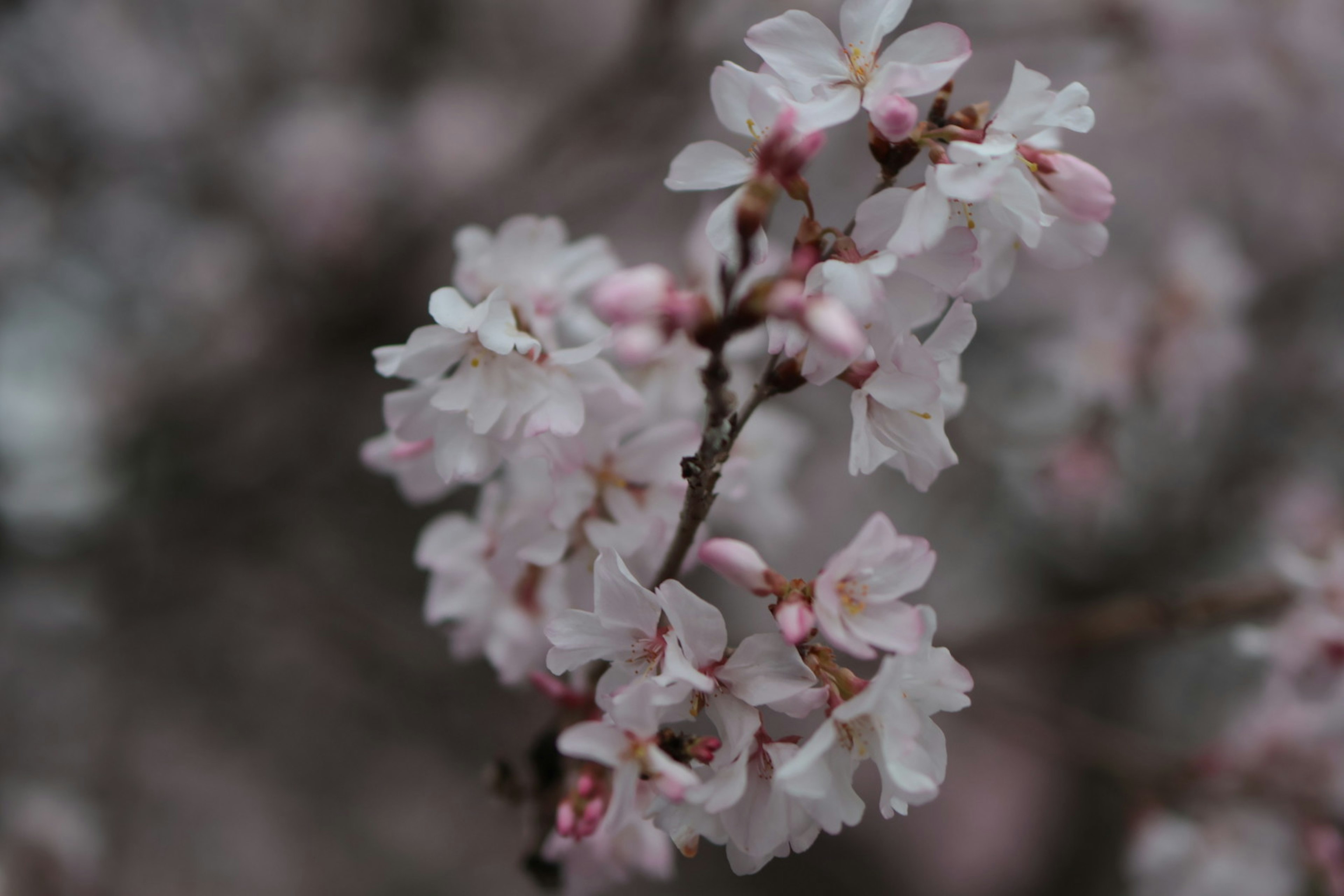 Acercamiento a flores de cerezo con pétalos rosas y tonos suaves