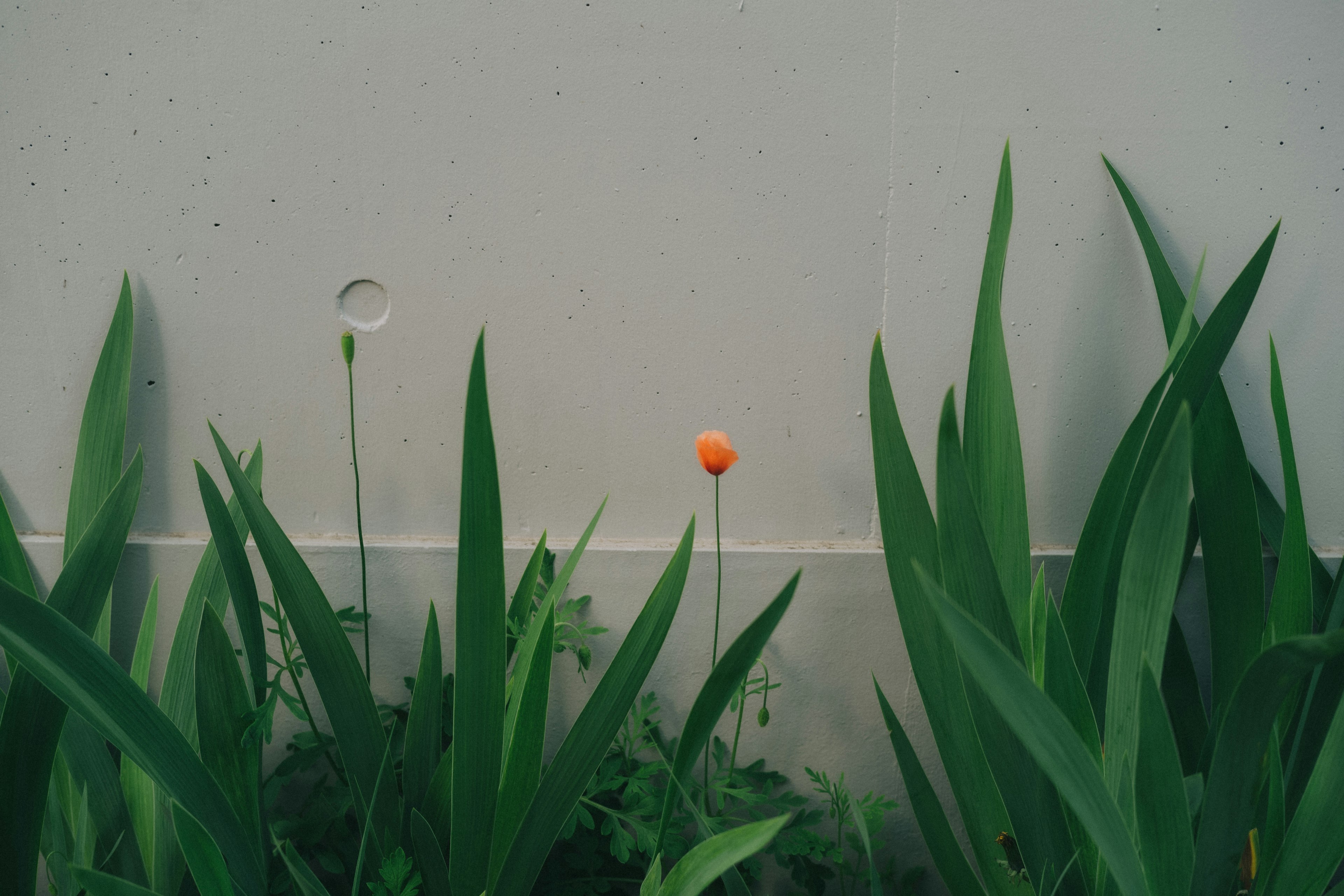 Simple scene featuring green leaves and an orange flower