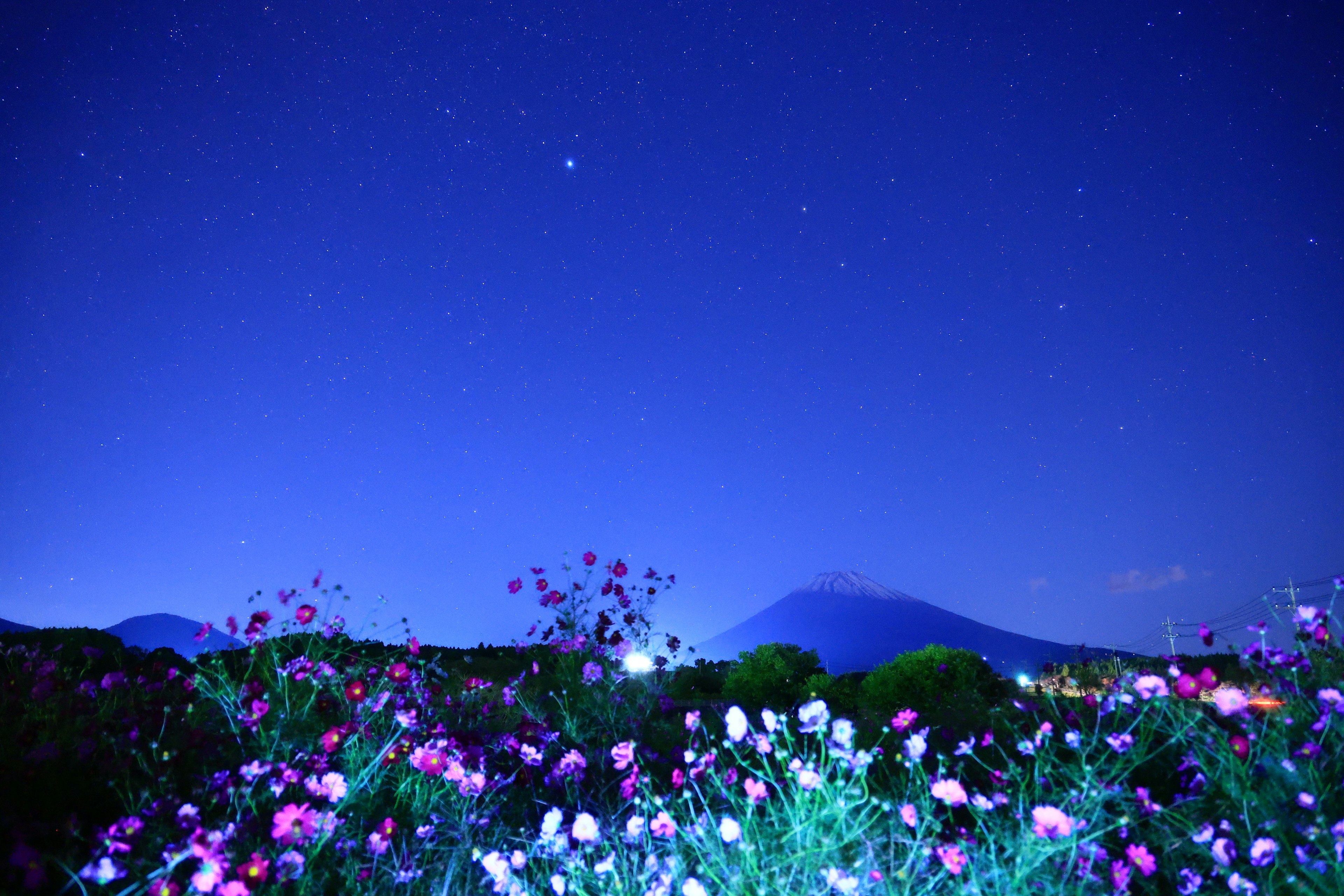 夜空に星々が輝く中、色とりどりの花が咲く風景