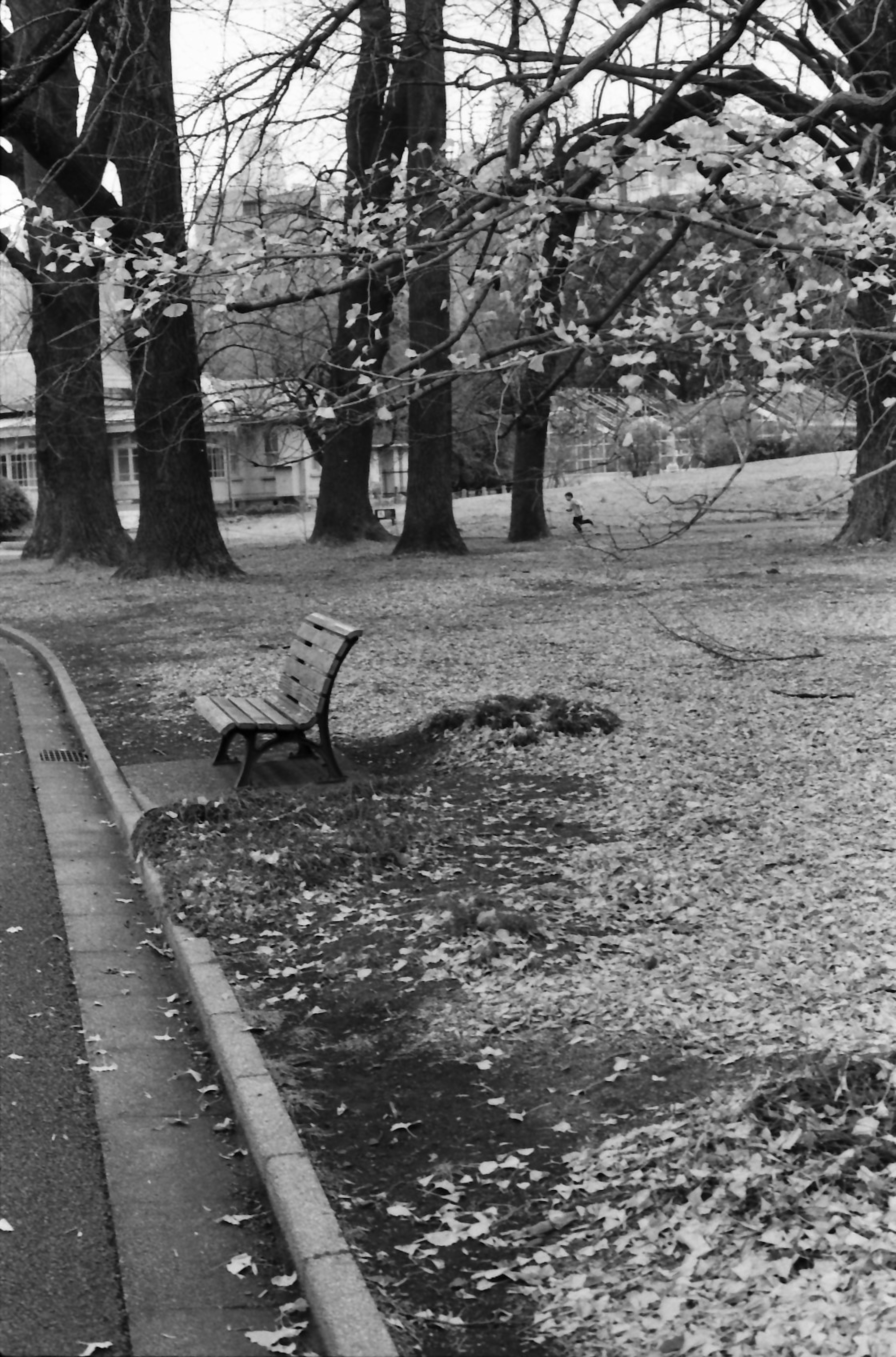 Una scena di parco con una panchina circondata da alberi