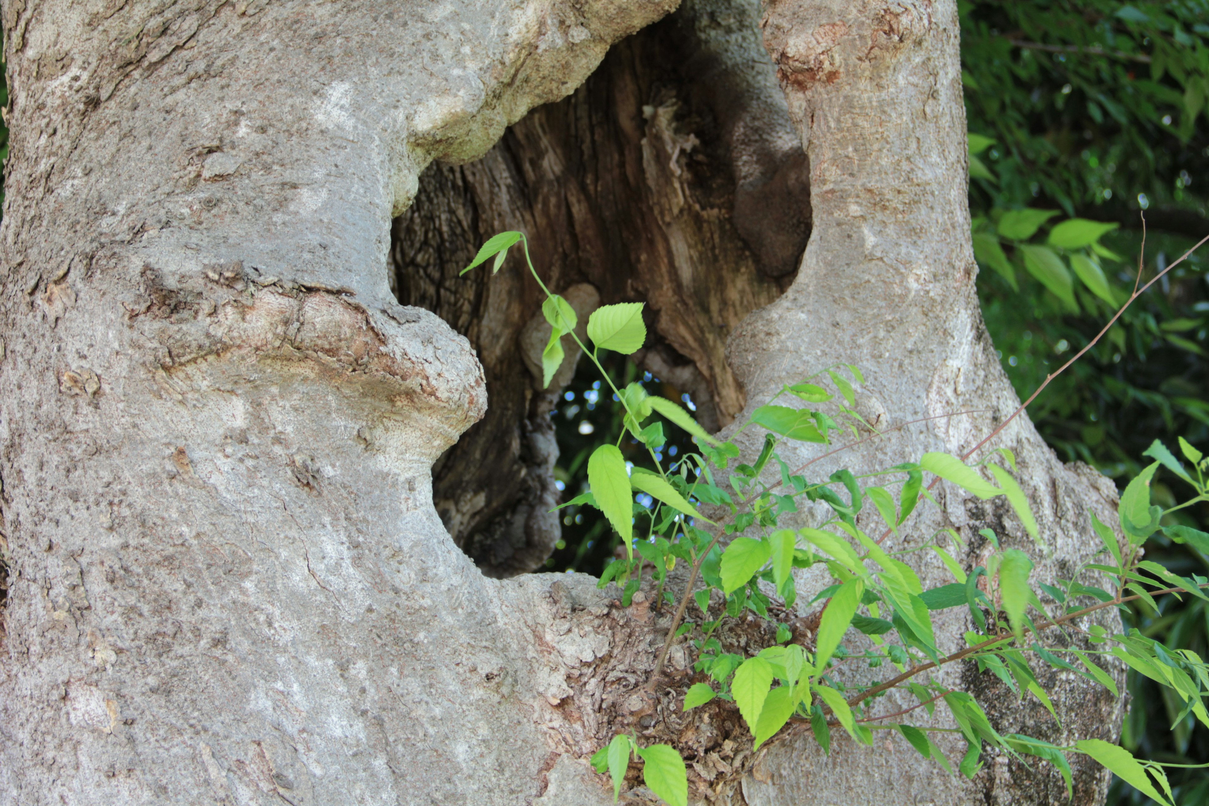 Un gran agujero en un tronco de árbol rodeado de hojas verdes