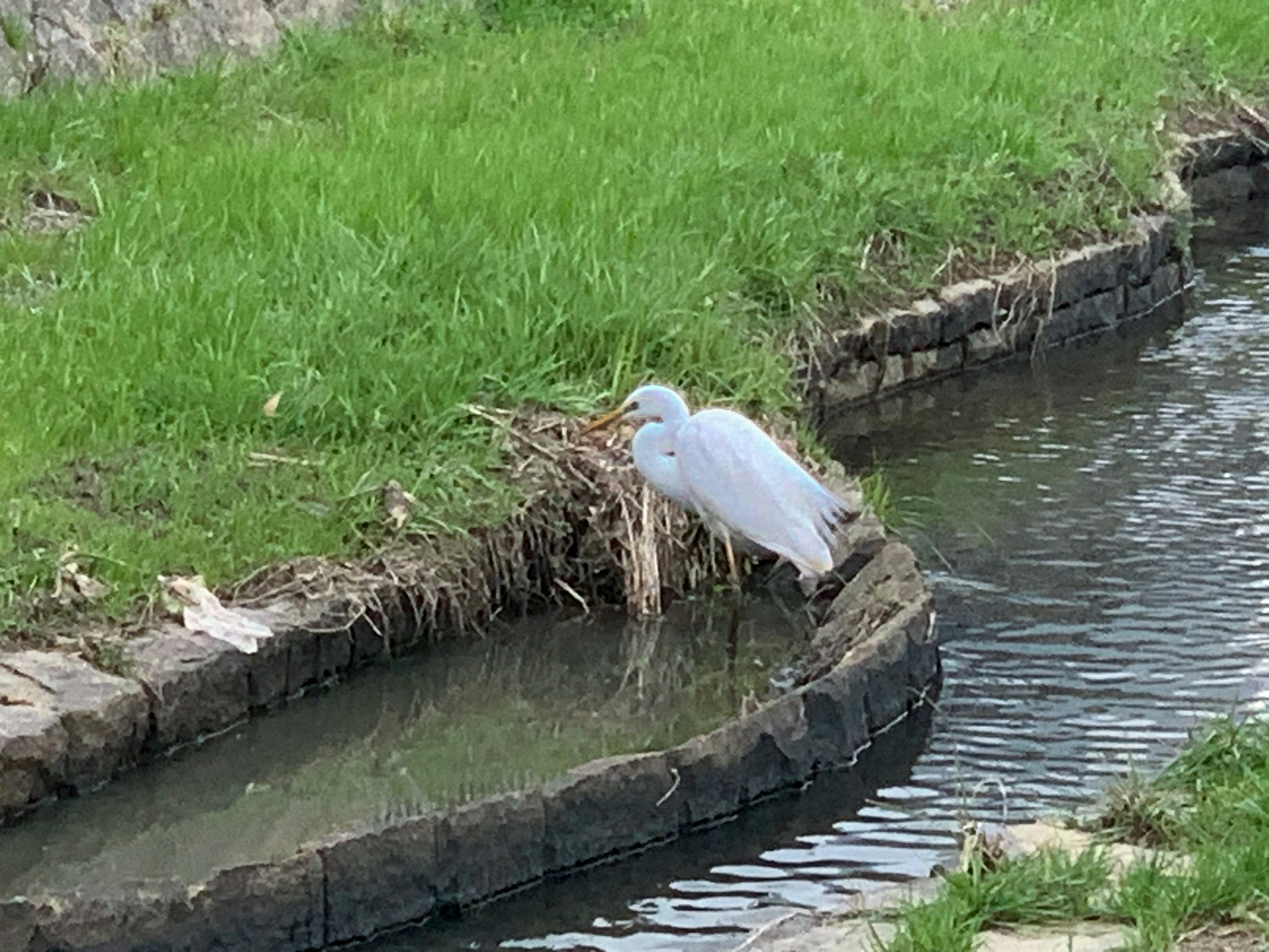 白い鳥が小川のそばに立っている緑の草地の風景