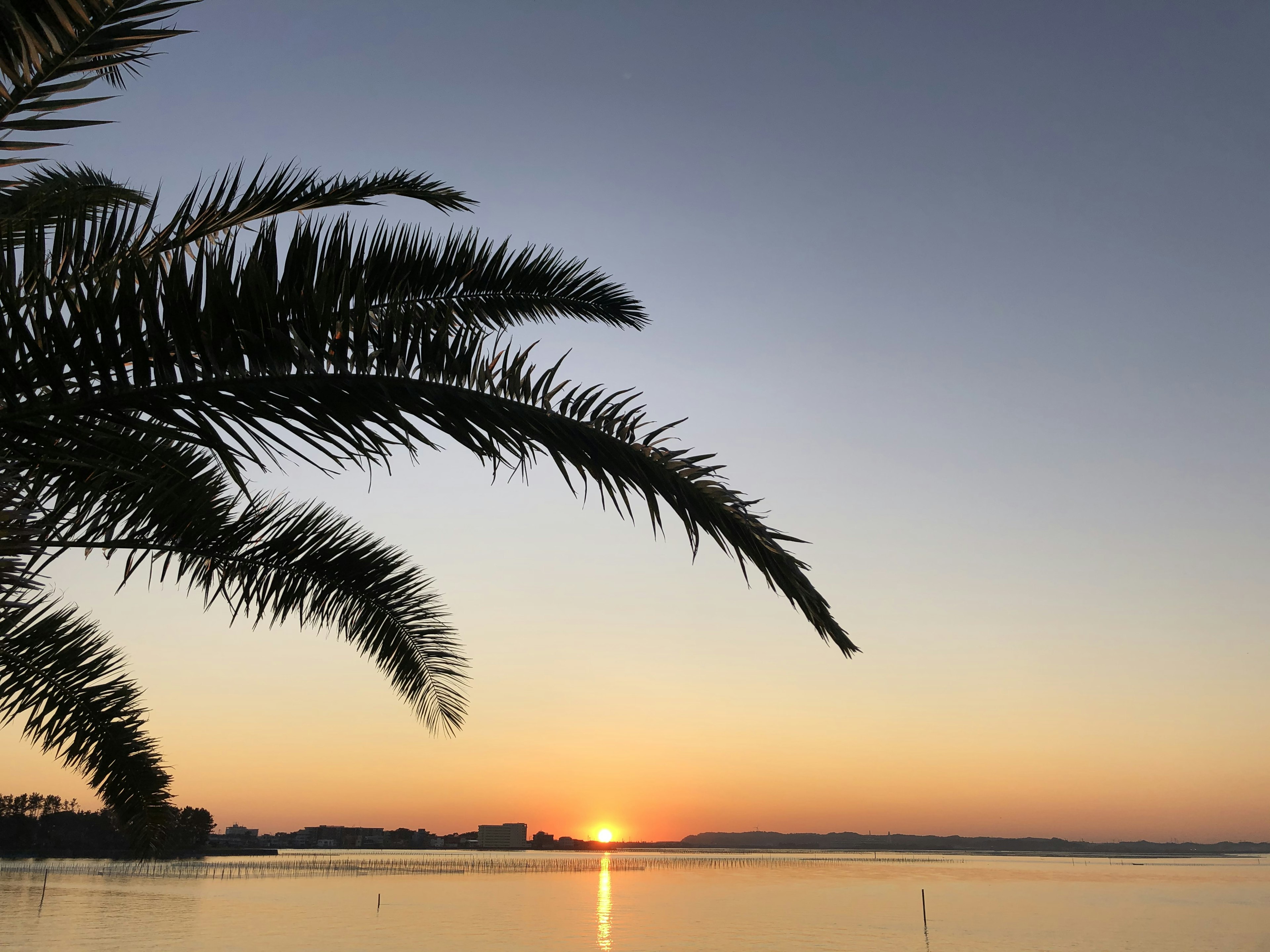 Tranquil sunset over the water with palm fronds in the foreground