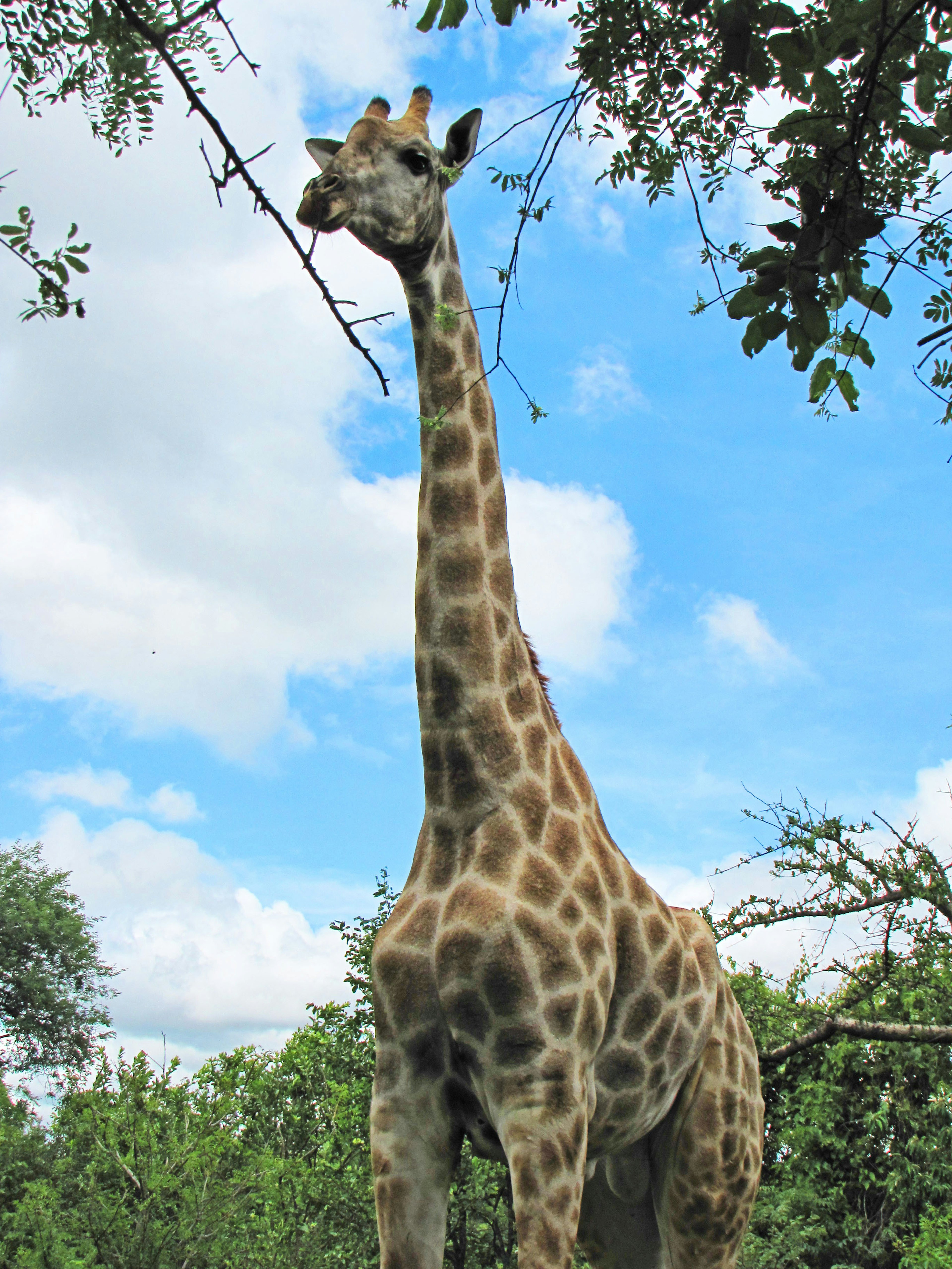 A giraffe standing under a blue sky