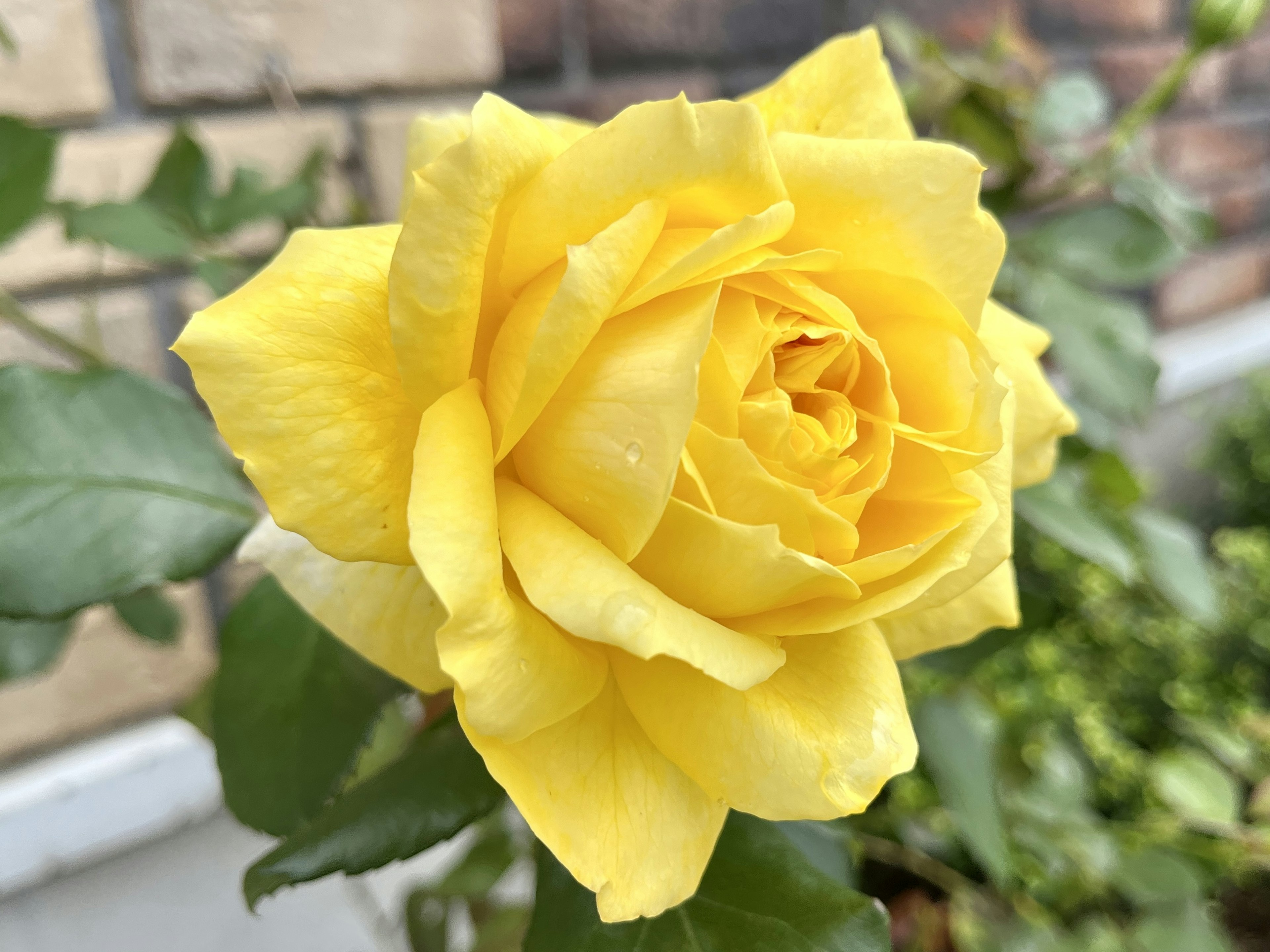 Una hermosa flor de rosa amarilla en flor