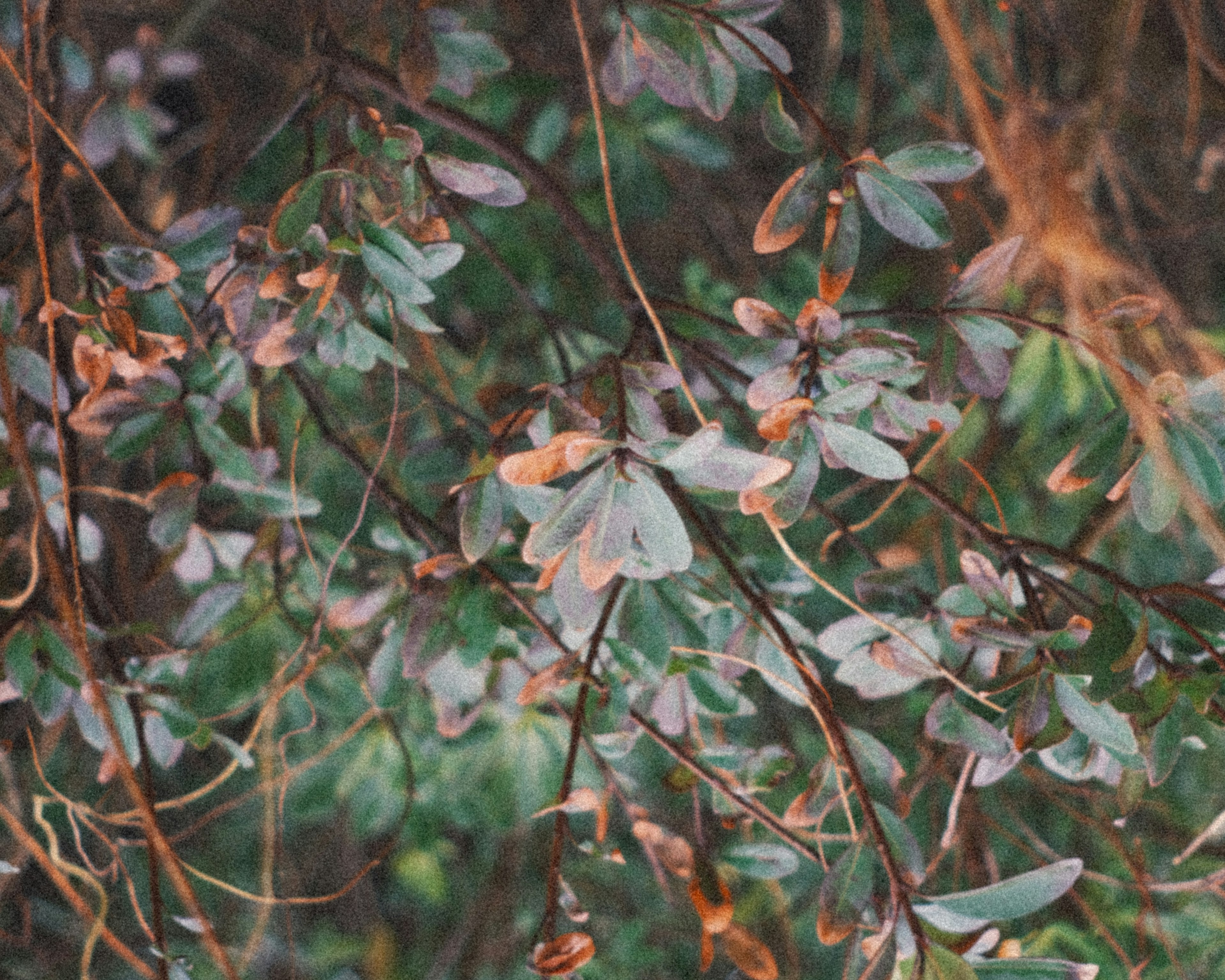 緑色の葉とオレンジ色の縁取りが特徴の植物のクローズアップ