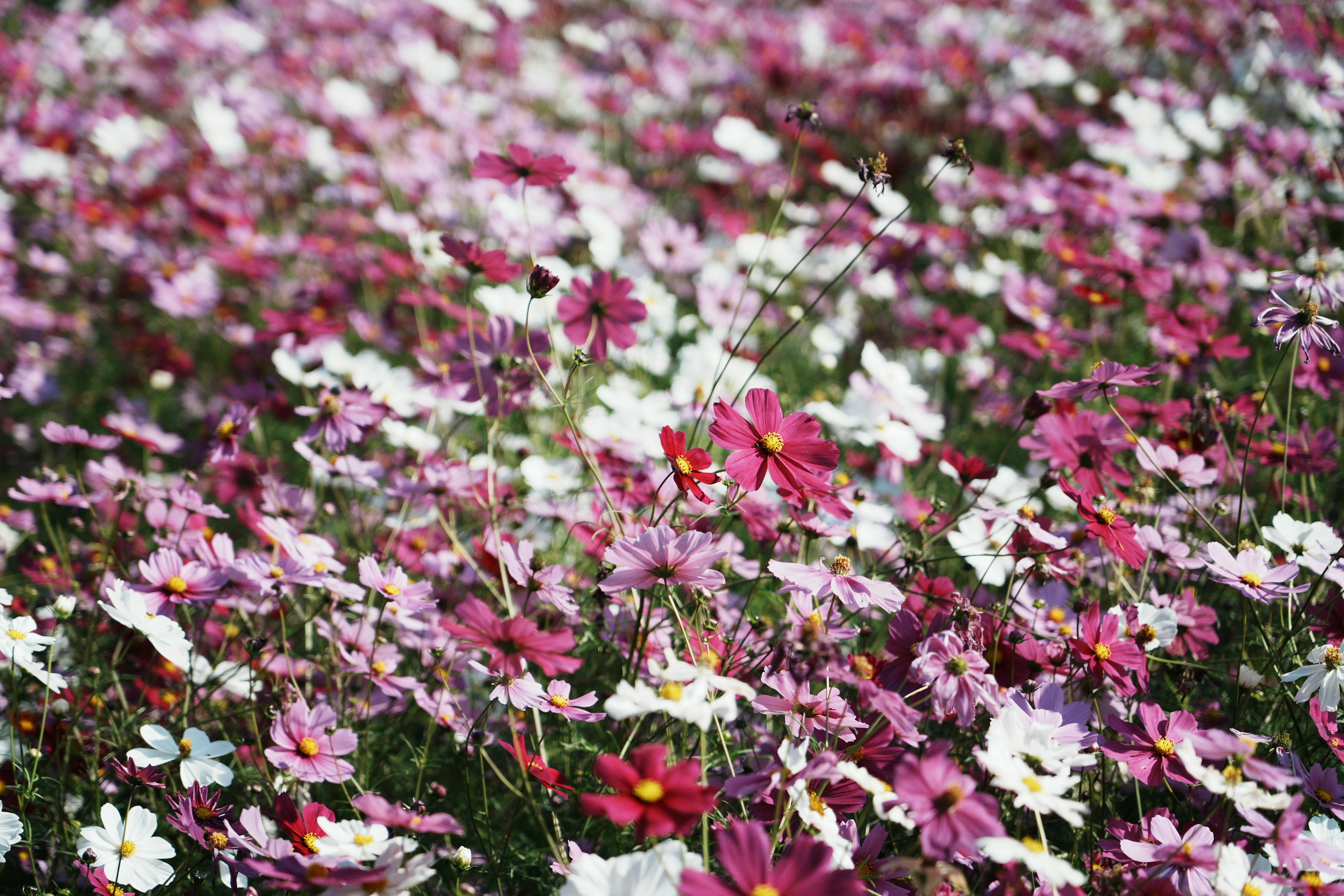 ทุ่งดอกคอสมอสสวยงามในเฉดสีชมพูและขาว