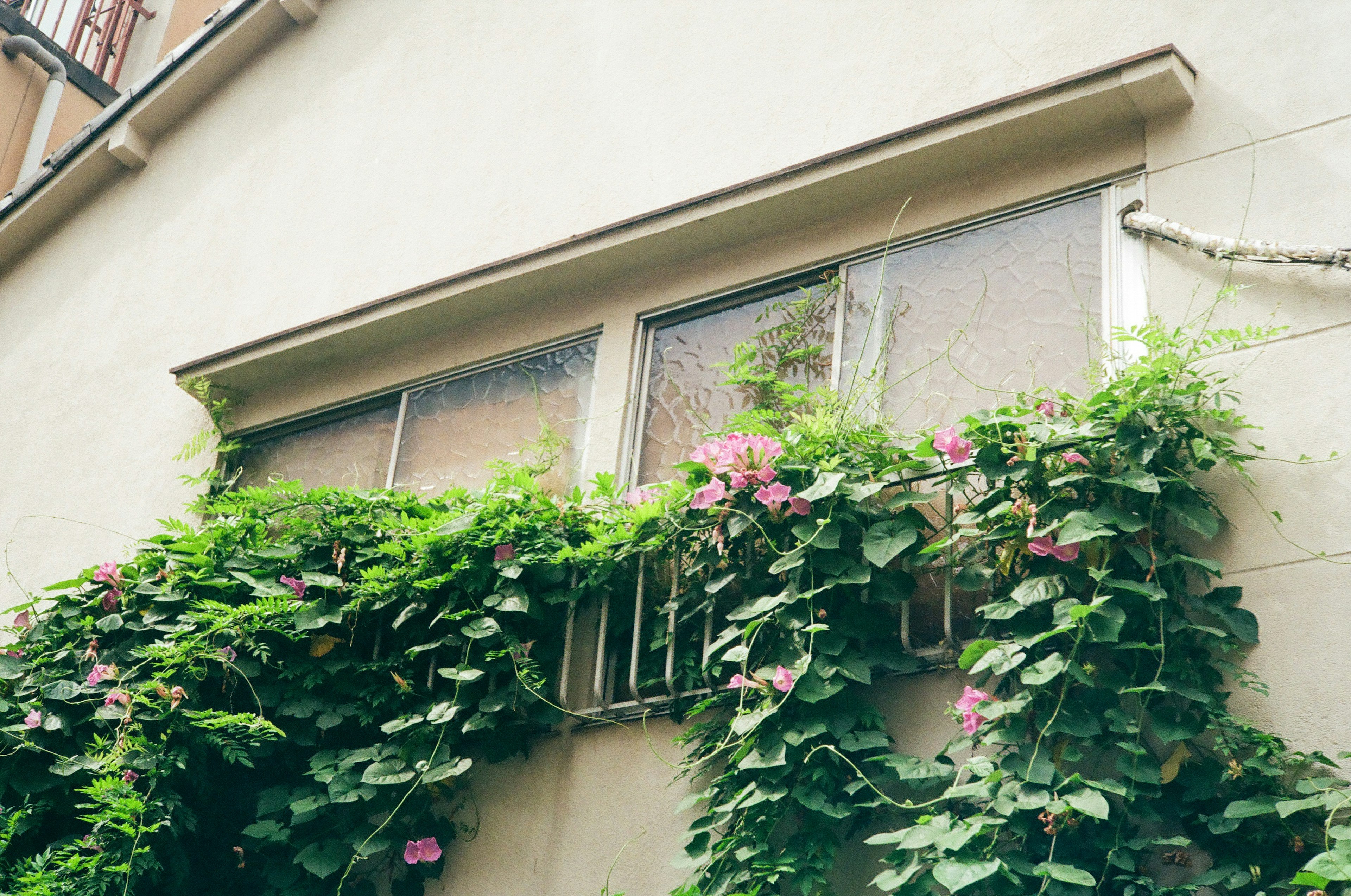 Una parte del edificio con plantas verdes y flores rosas rodeando una ventana