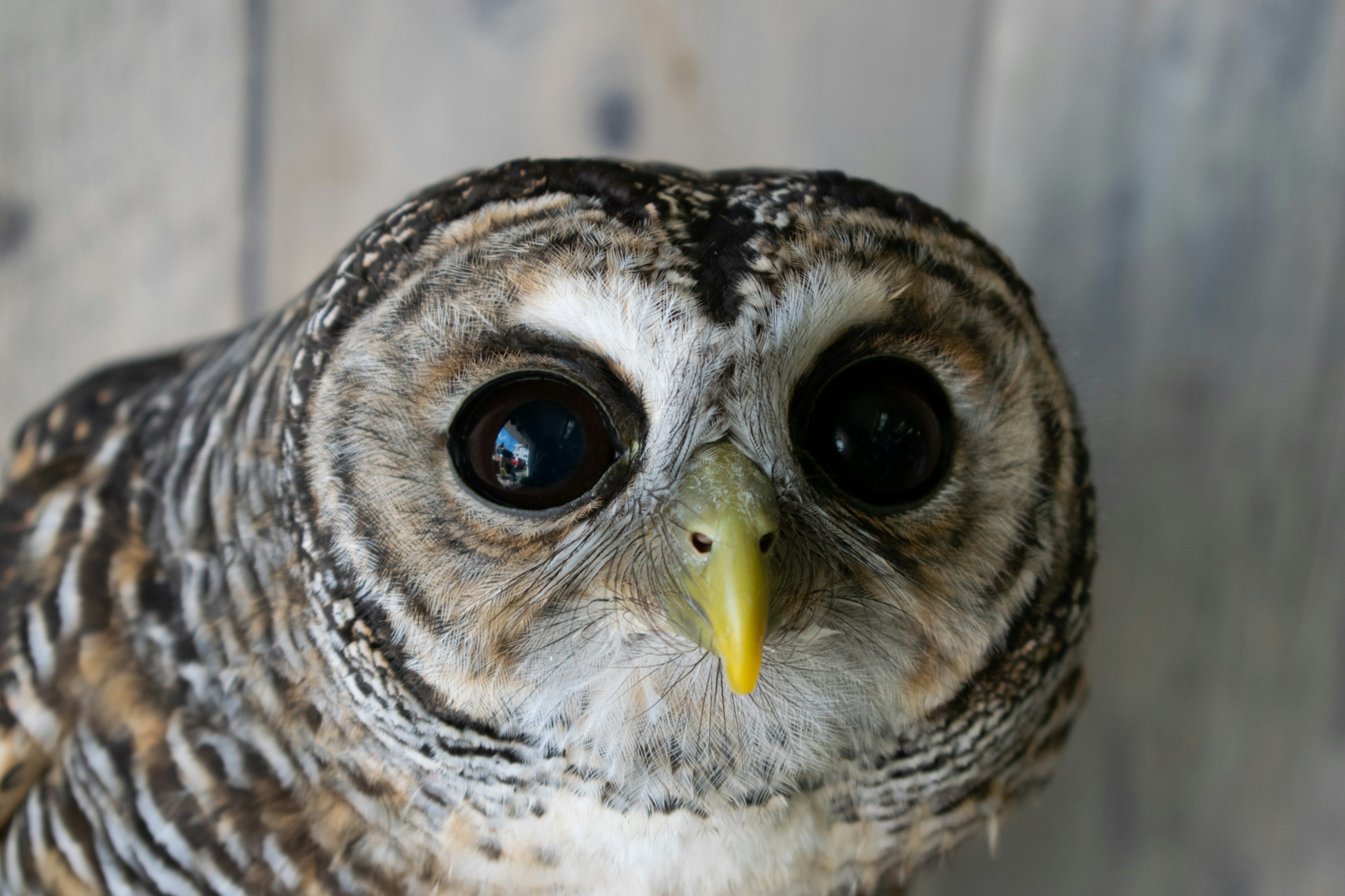 Nahaufnahme des Gesichts einer Eule mit leuchtenden Augen und einem gelben Schnabel