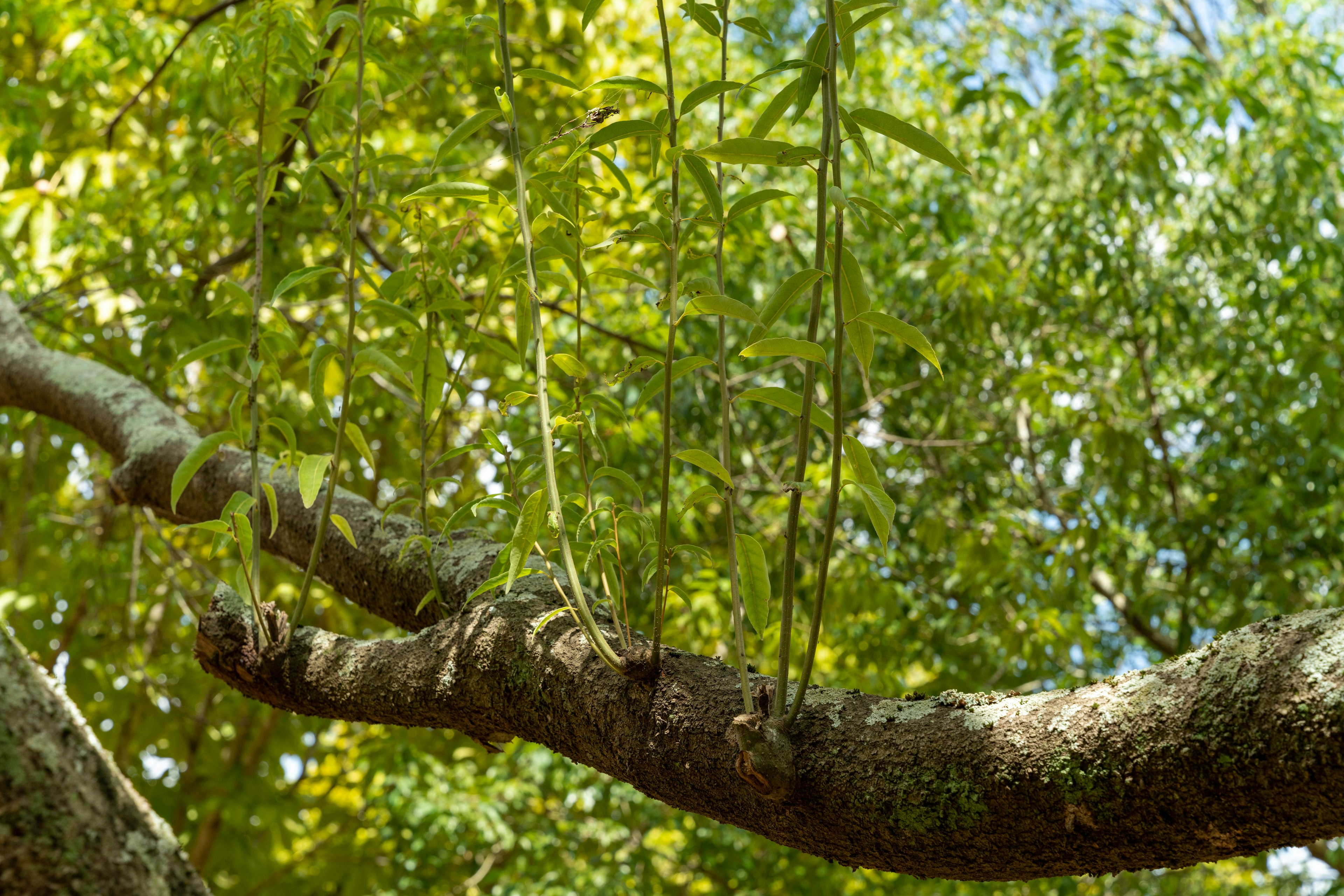 Acercamiento a una rama de árbol con hojas verdes exuberantes