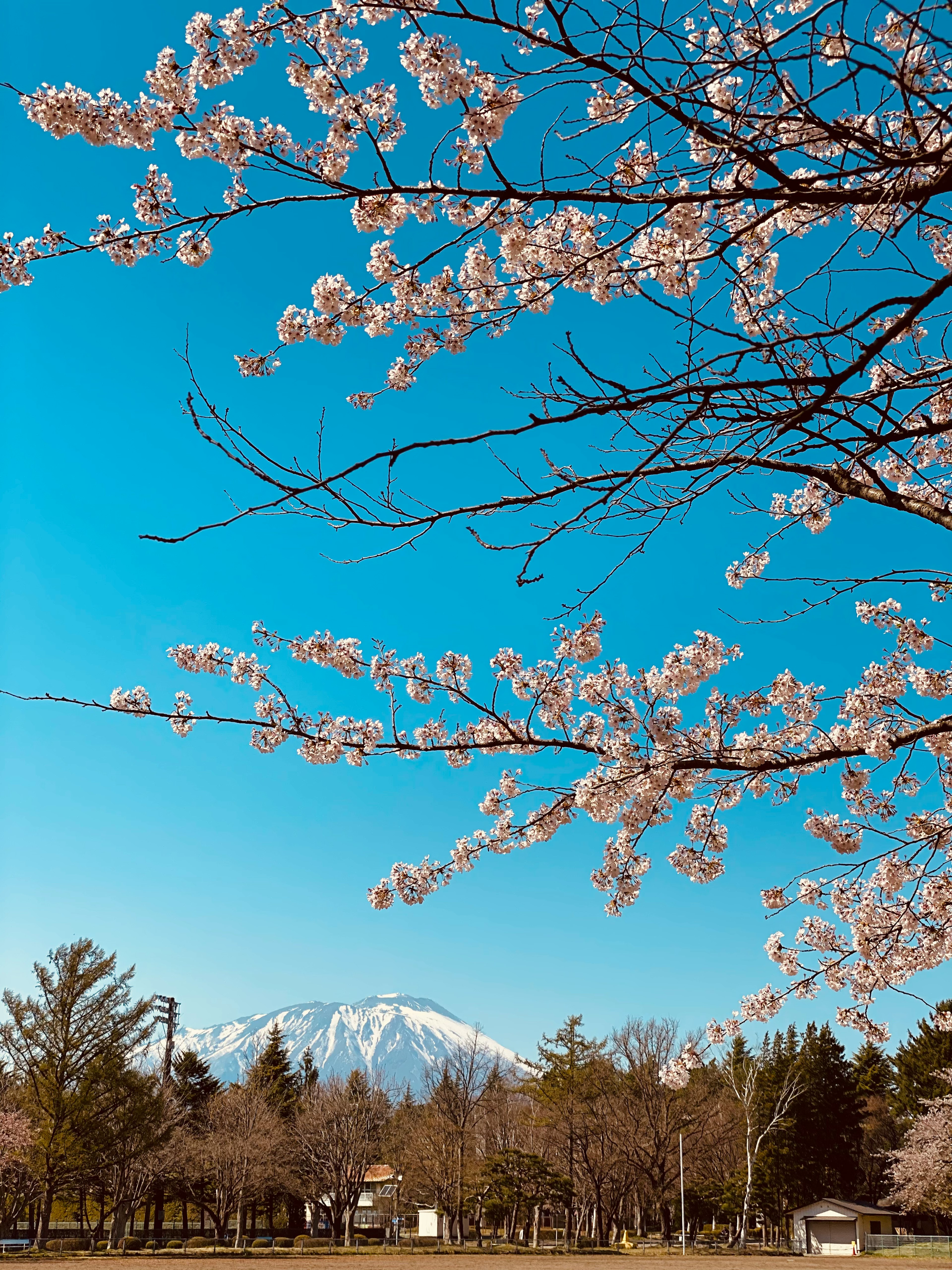 青空の下に咲く桜の花と雪をかぶった山が見える風景