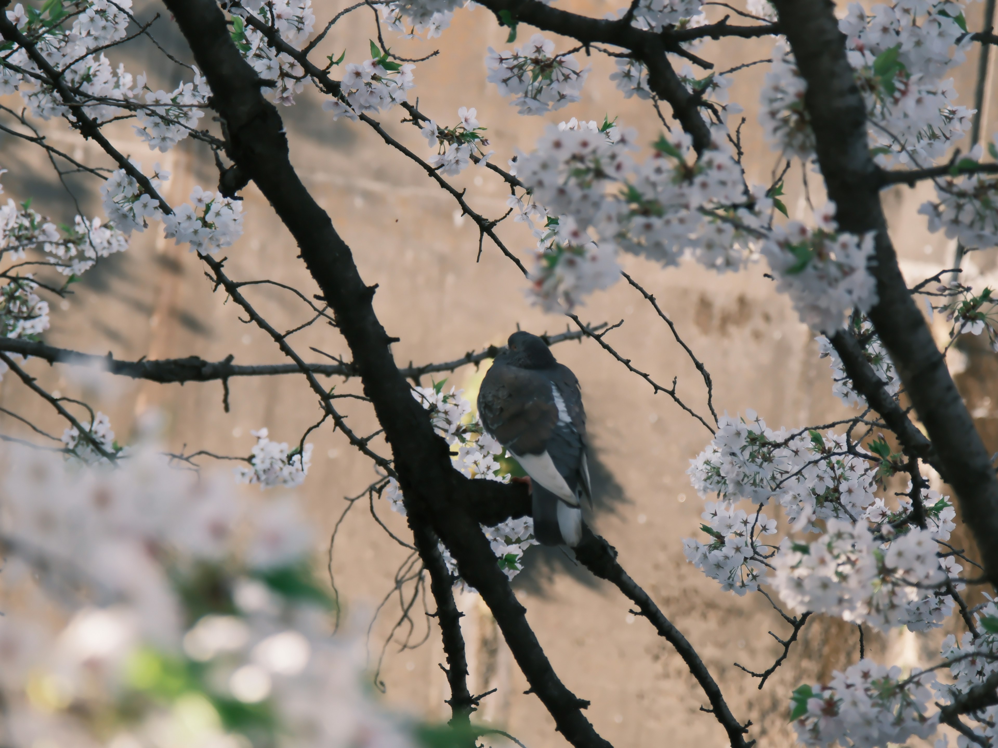 A bird perched among cherry blossoms with a blurred background