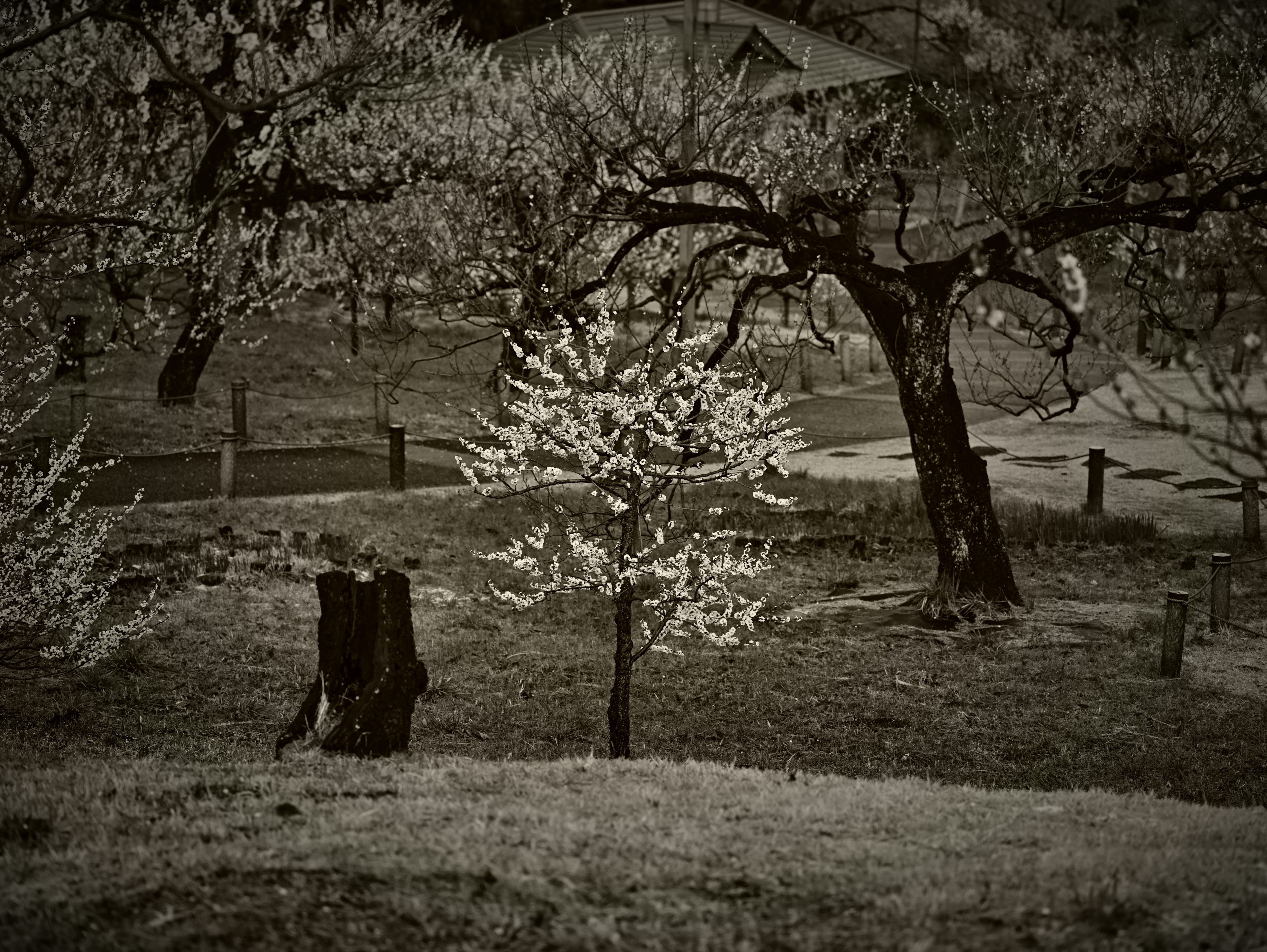 Landscape featuring a tree in bloom with white flowers and an old stump