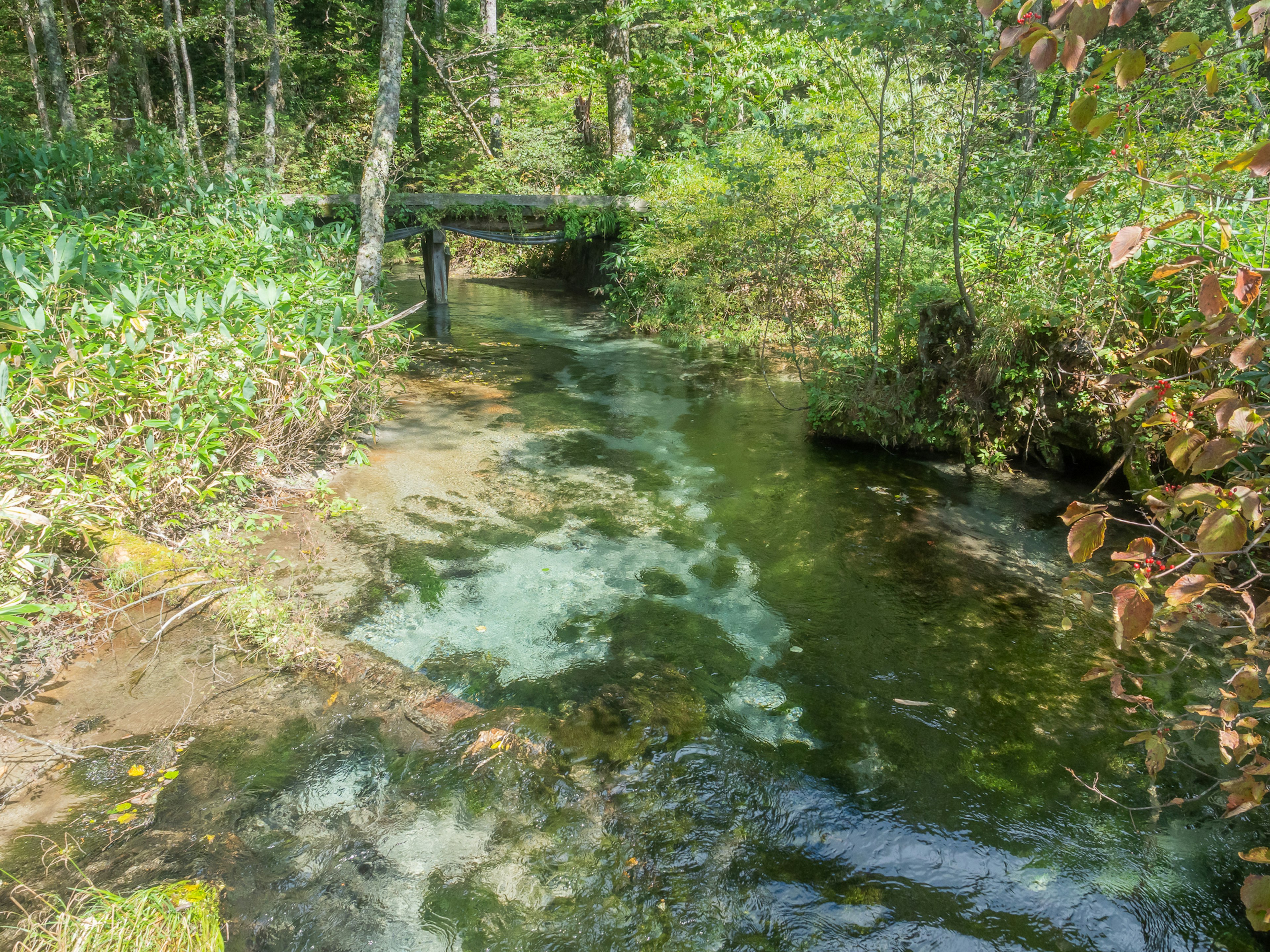 Un ruisseau serein coulant à travers une forêt luxuriante