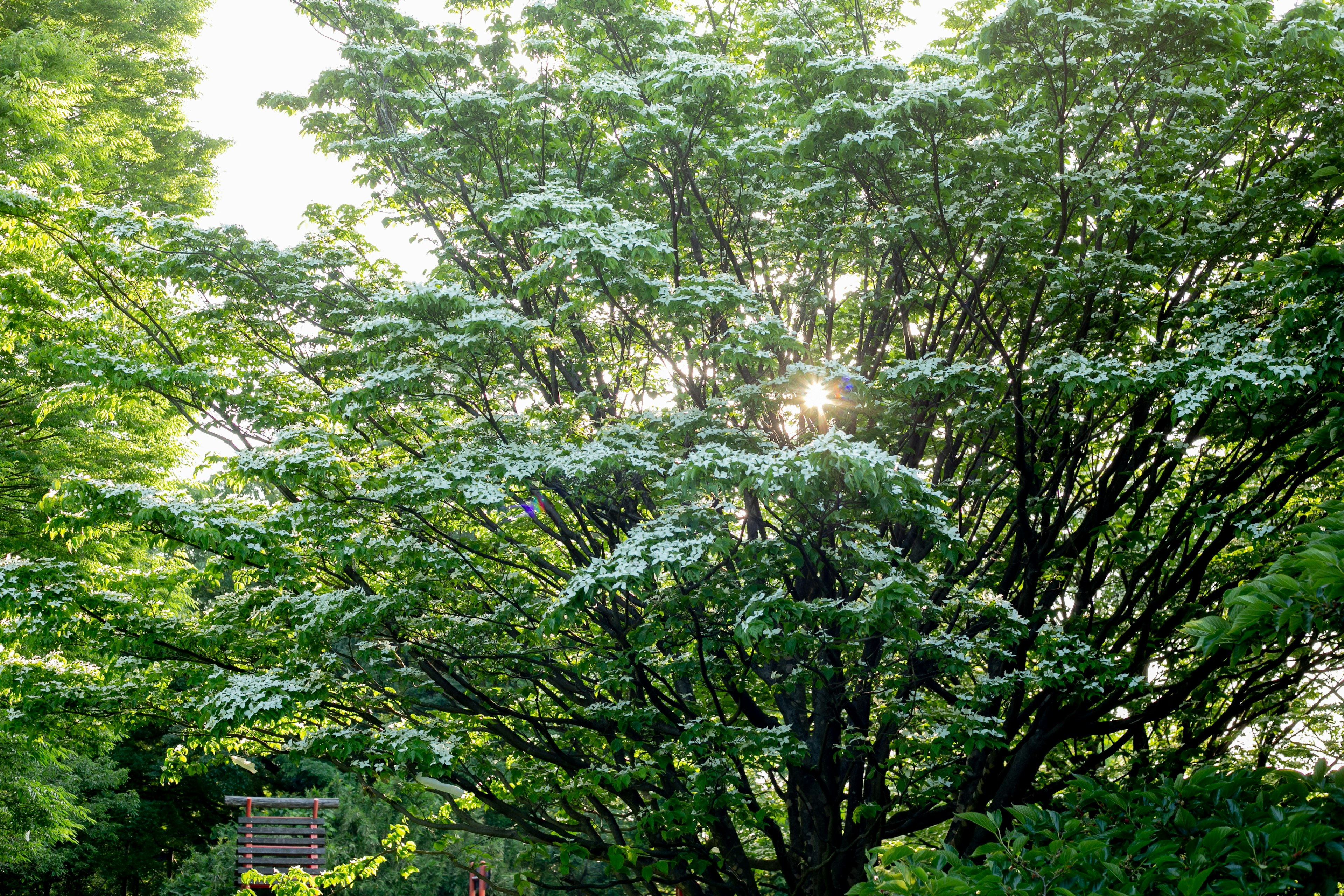 Grande albero con foglie verdi e luce solare che filtra