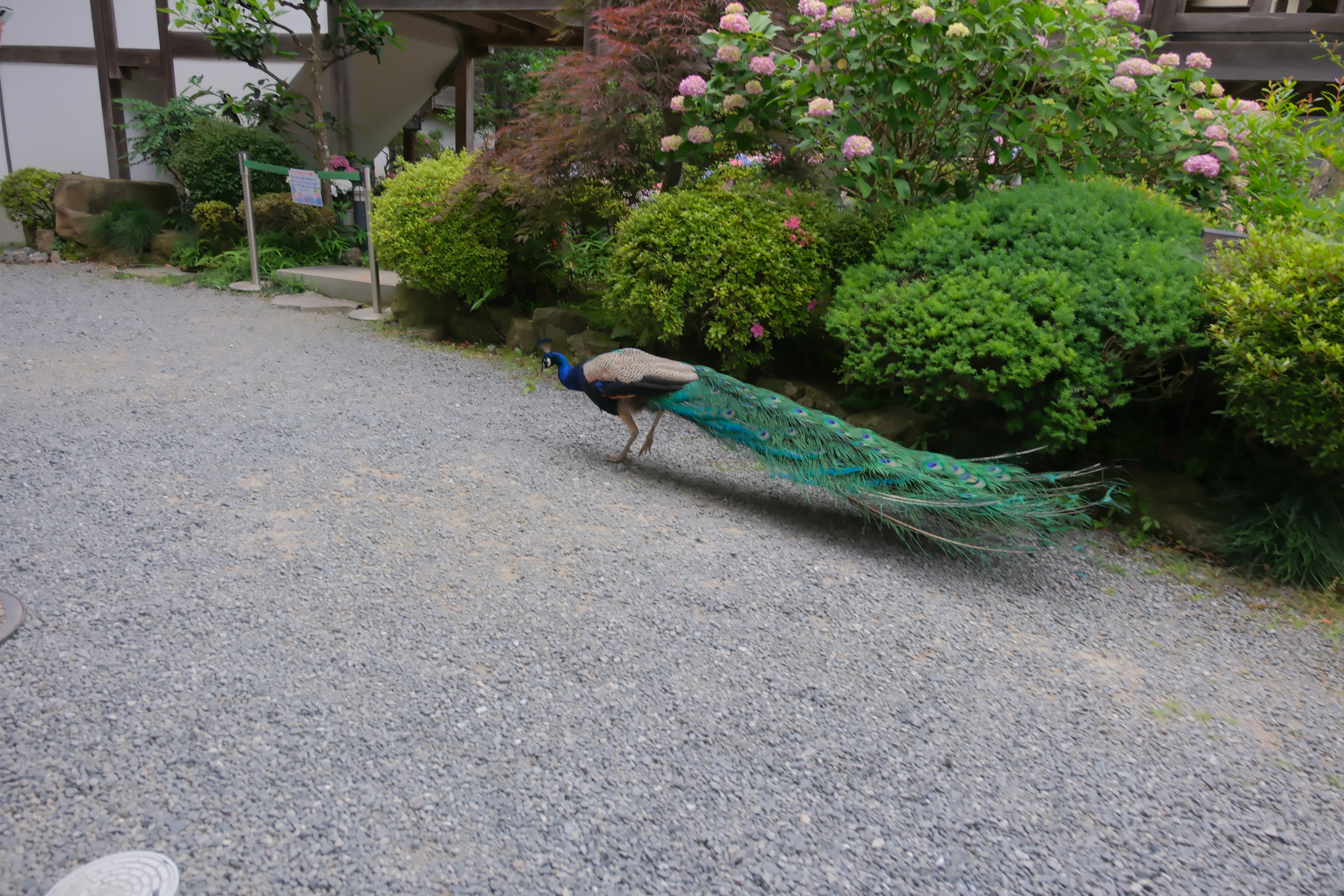 A peacock walking in a garden with its green tail trailing behind