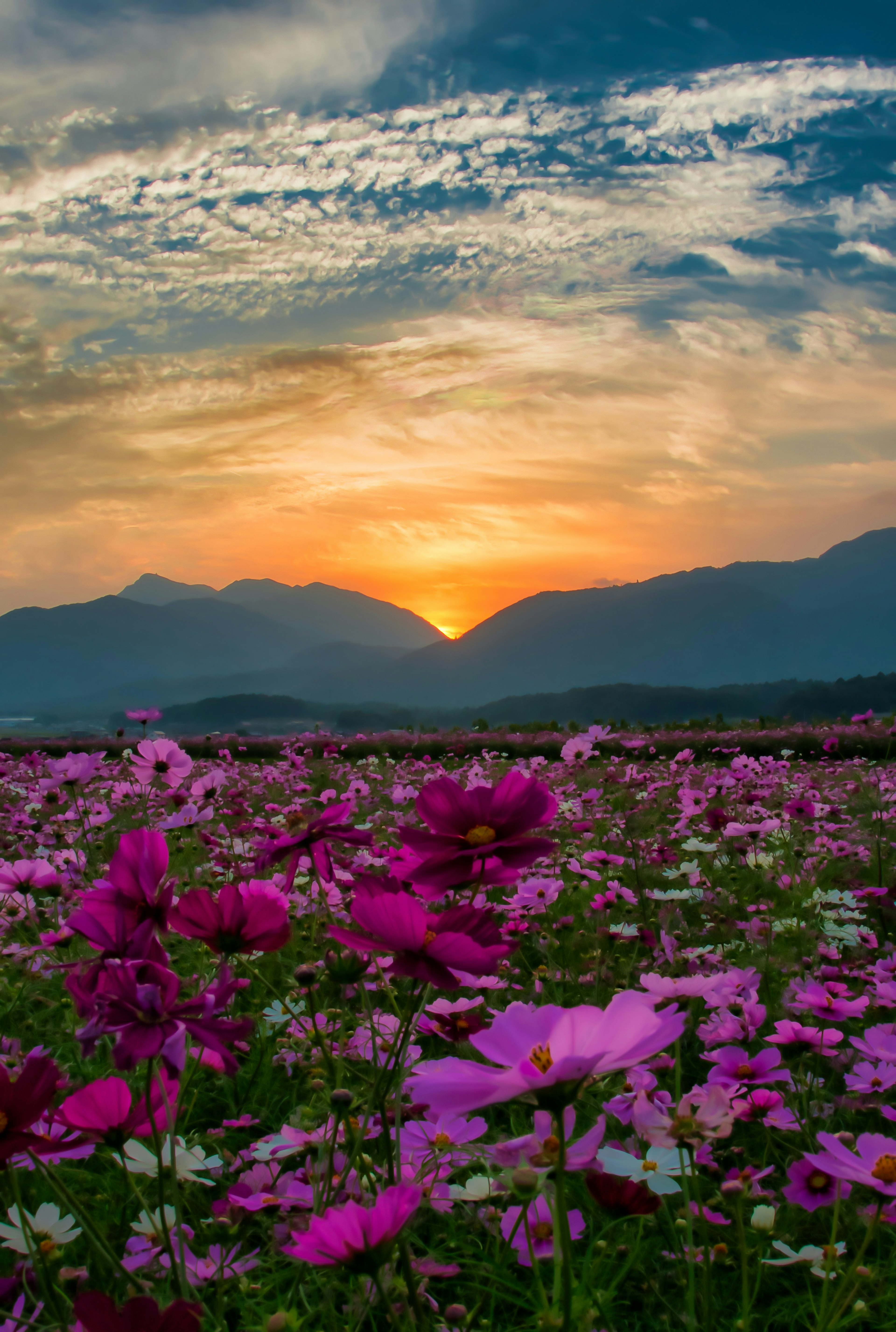 Campo de flores rosas al atardecer con montañas al fondo