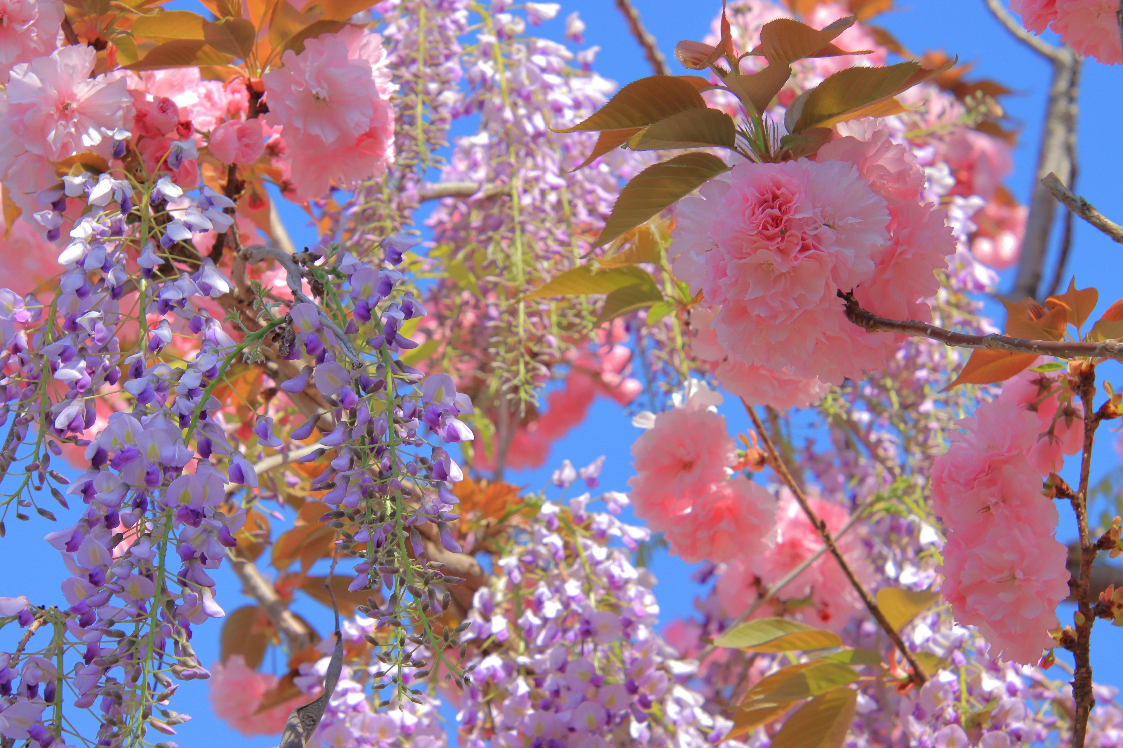 青空の下に咲く桜と藤の花の美しいコラージュ