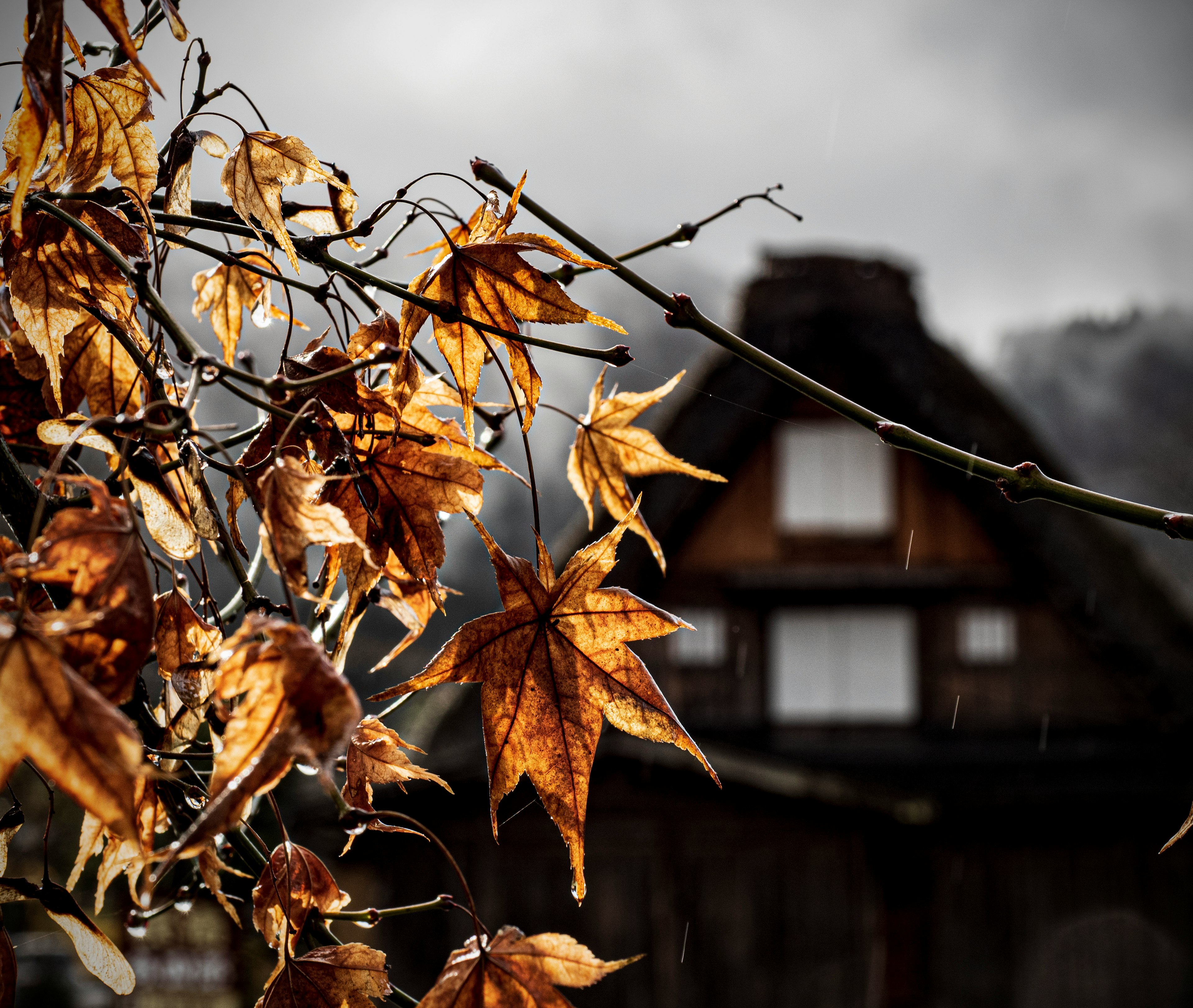 Drenched autumn leaves with a traditional Japanese house in the background