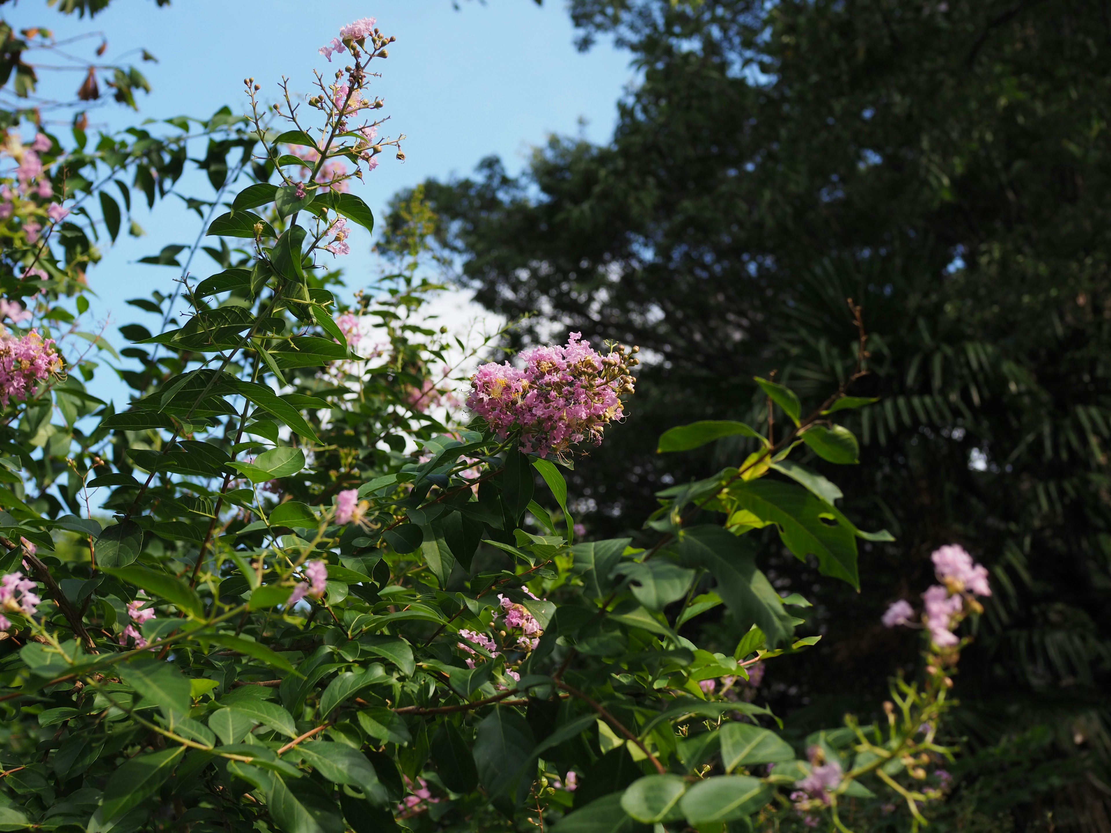 A plant with light purple flowers surrounded by green leaves