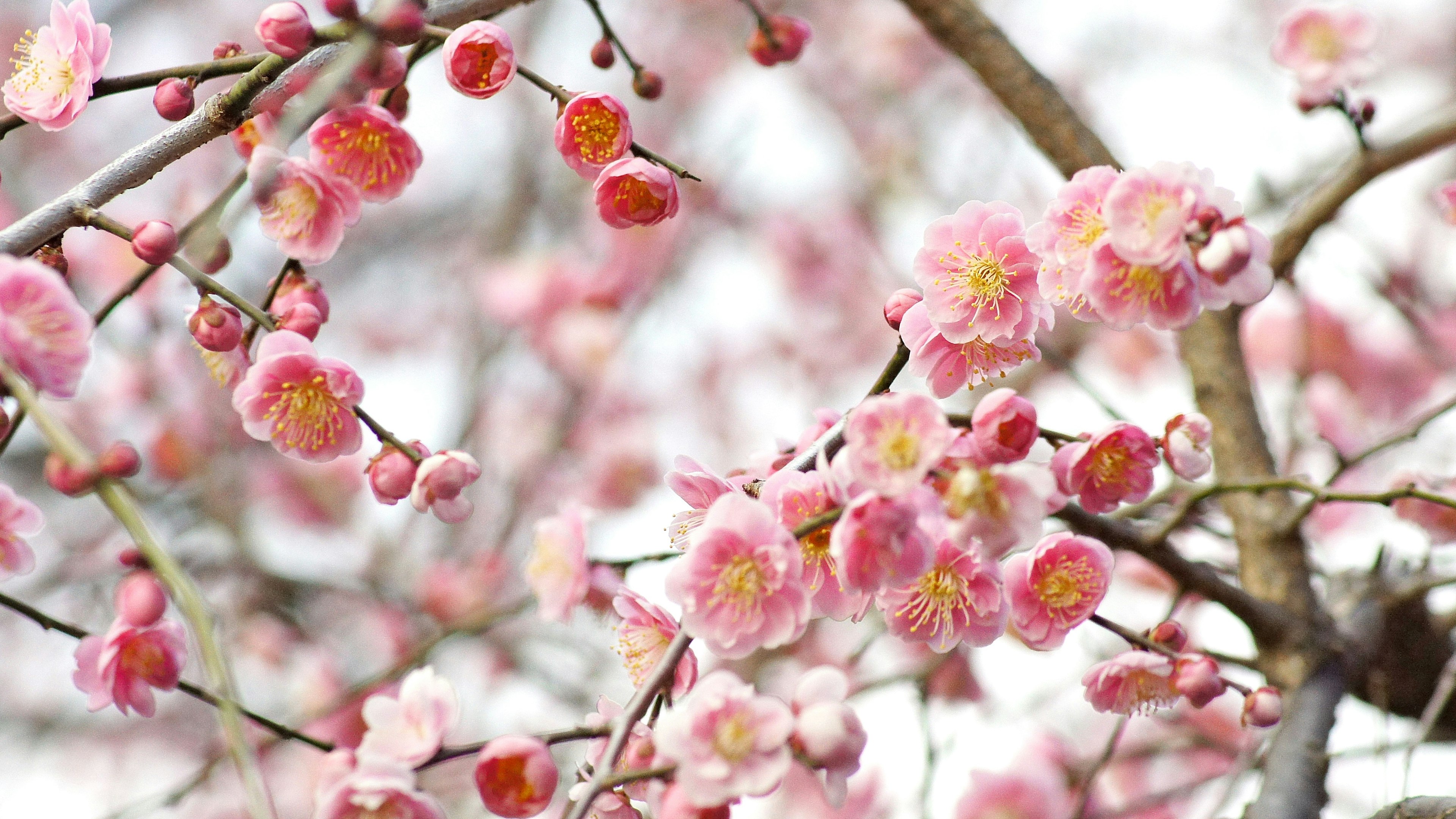 Nahaufnahme von Kirschbaumzweigen mit rosa Blüten