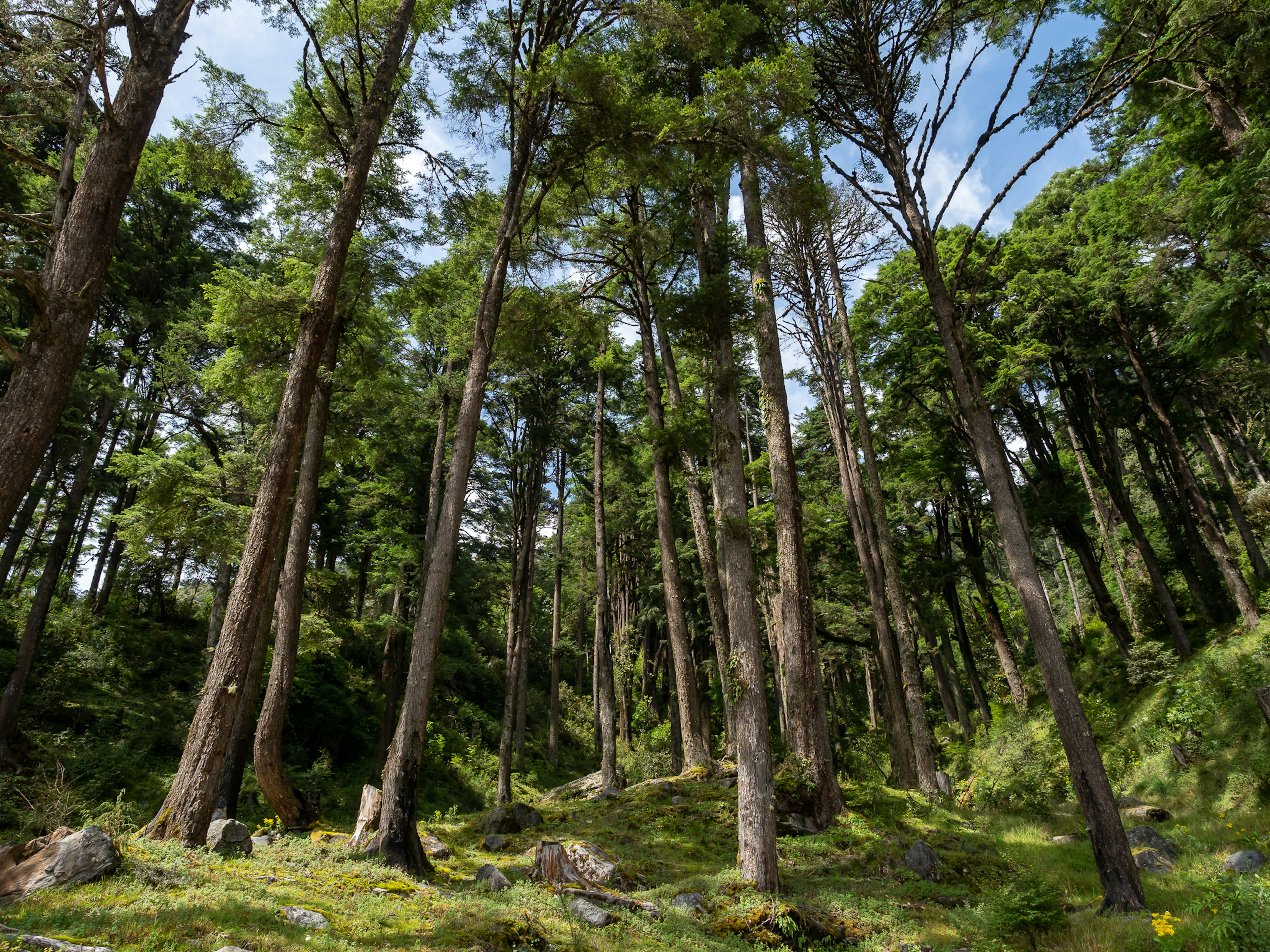 Eine Waldszene mit hohen Bäumen üppigem grünen Boden und blauem Himmel