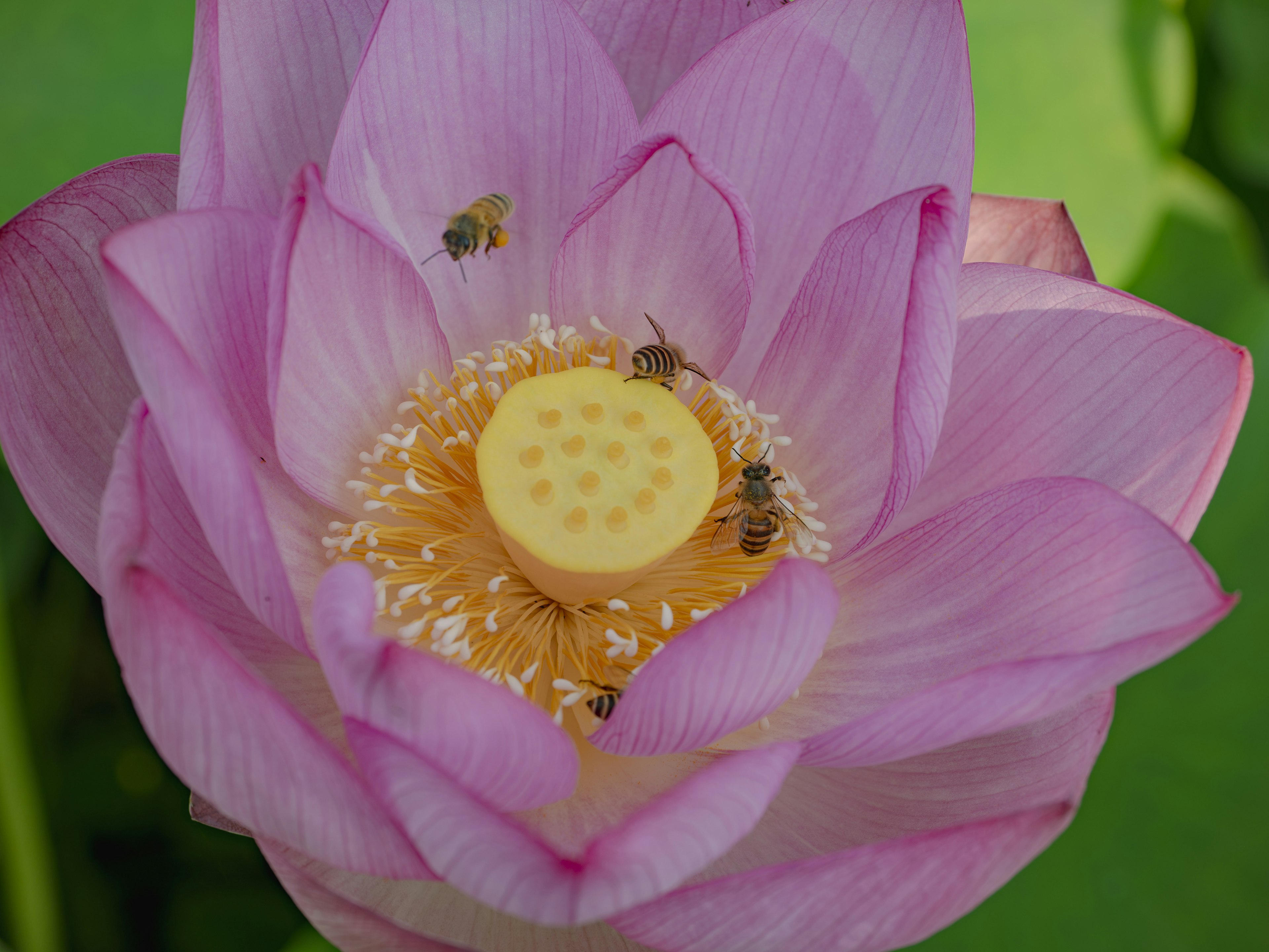 A beautiful pink lotus flower with a yellow receptacle at the center surrounded by several bees