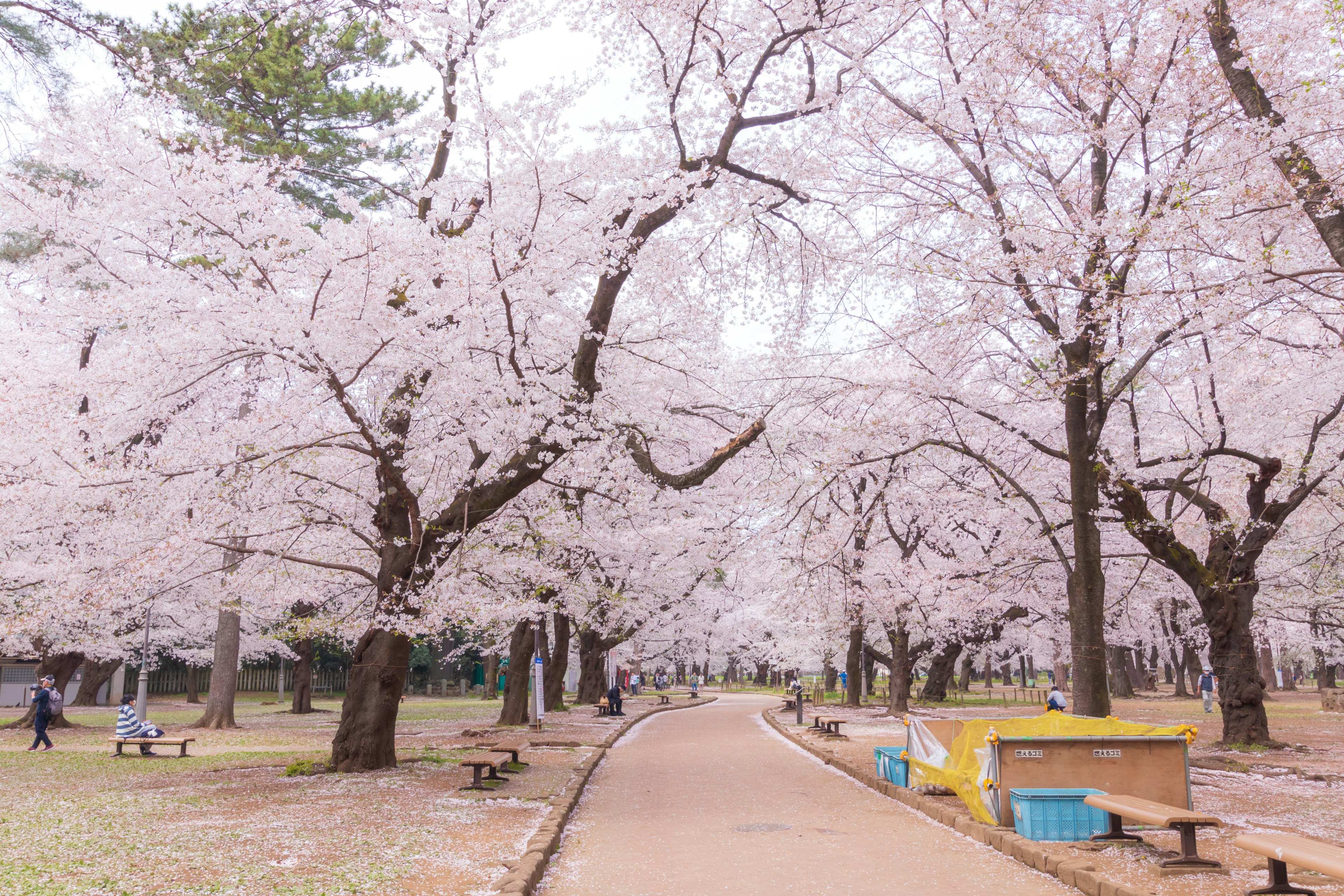 Jalan di taman yang dikelilingi pohon sakura yang mekar