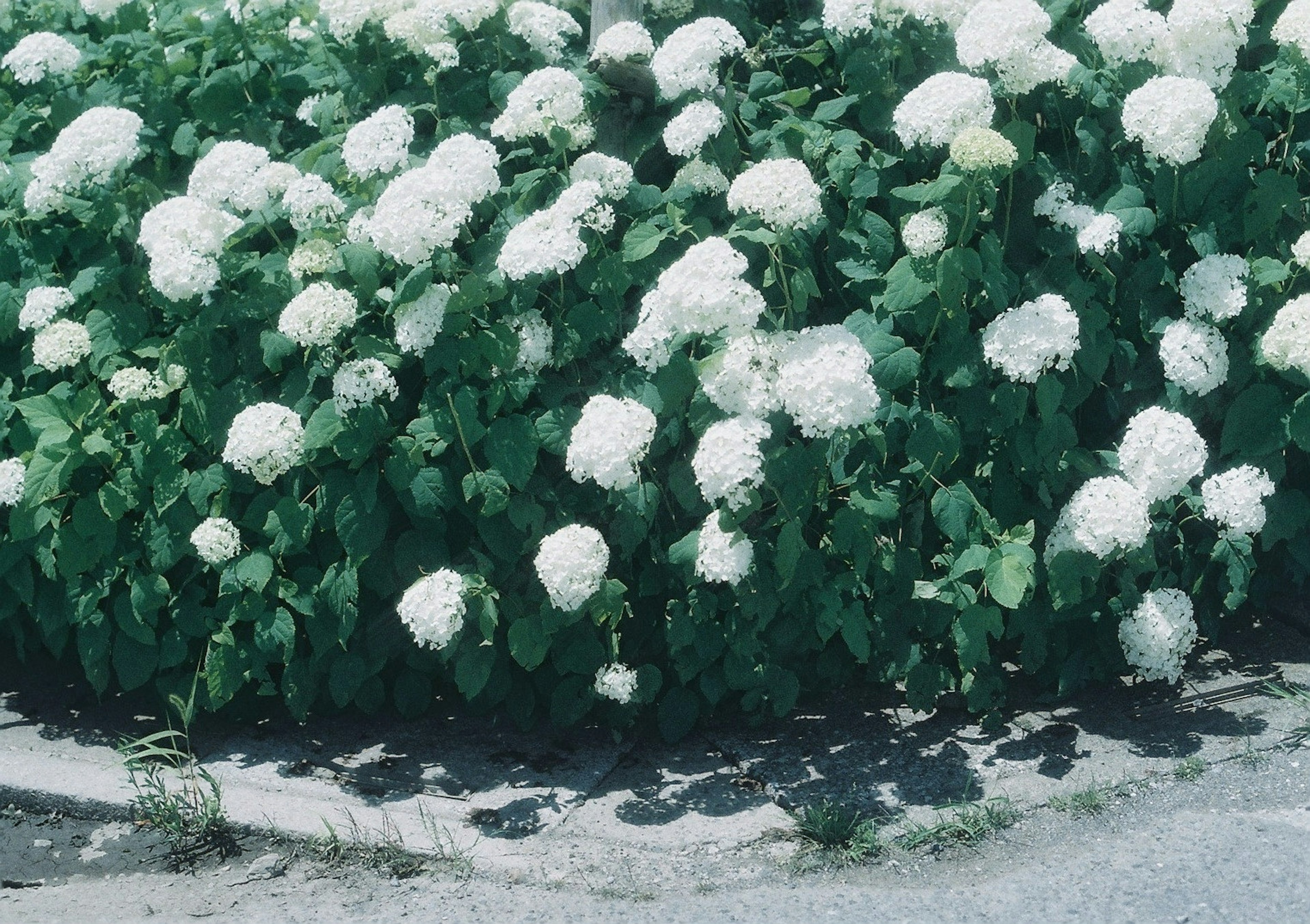 白いアジサイの花が咲いている緑の生け垣