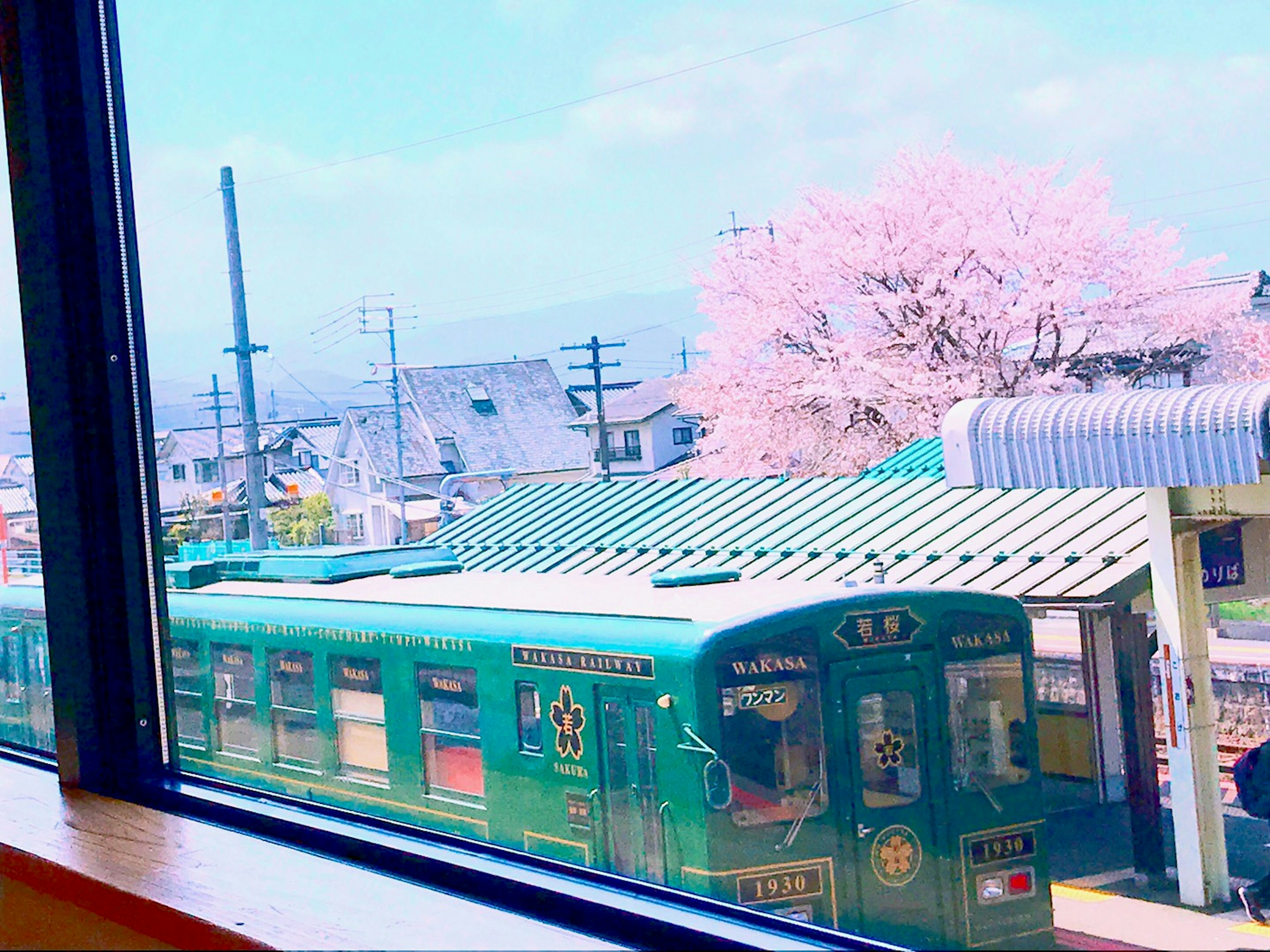 View of cherry blossom tree and green train from window