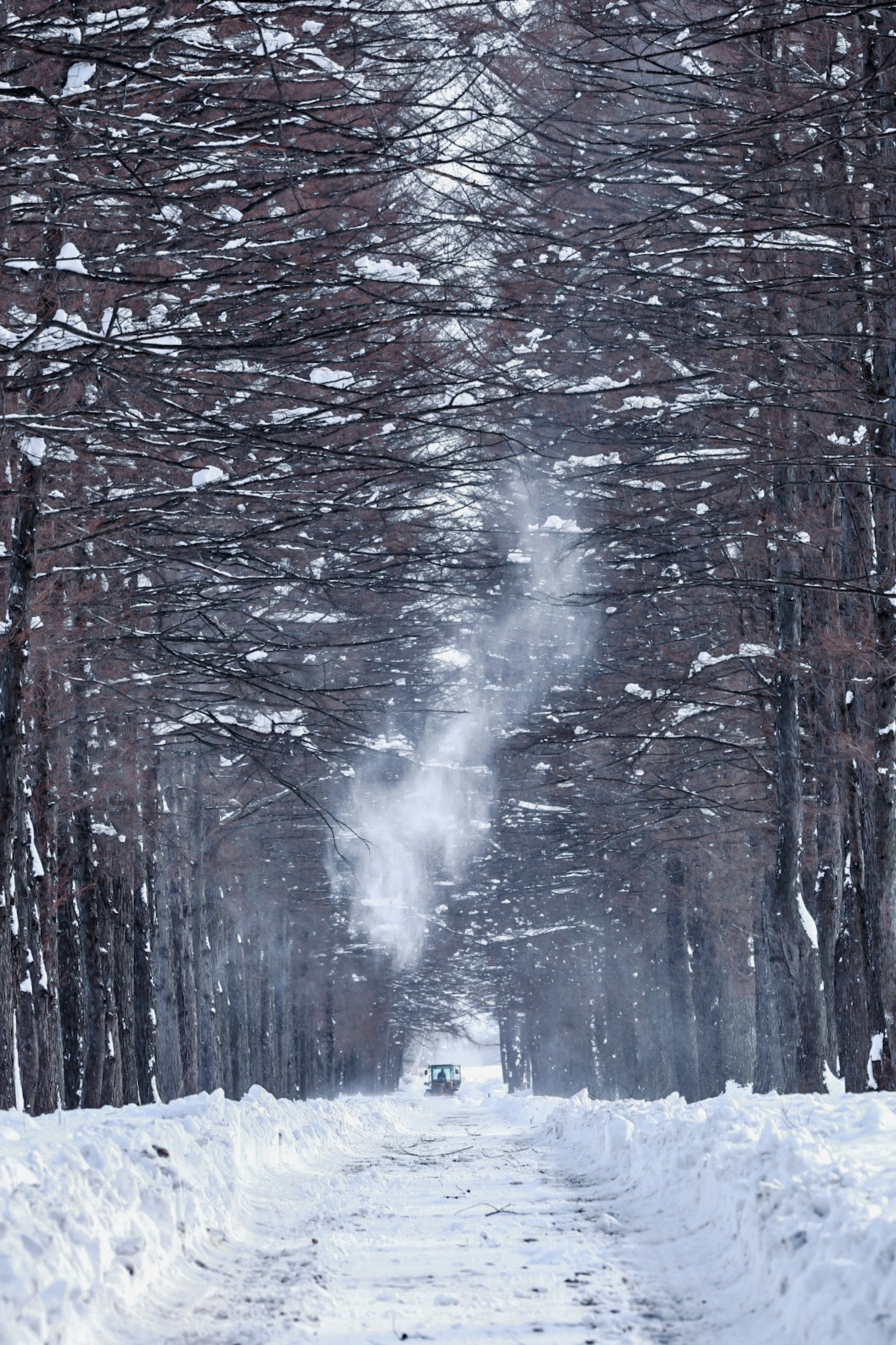 被雪覆蓋的森林小道和升起的煙霧