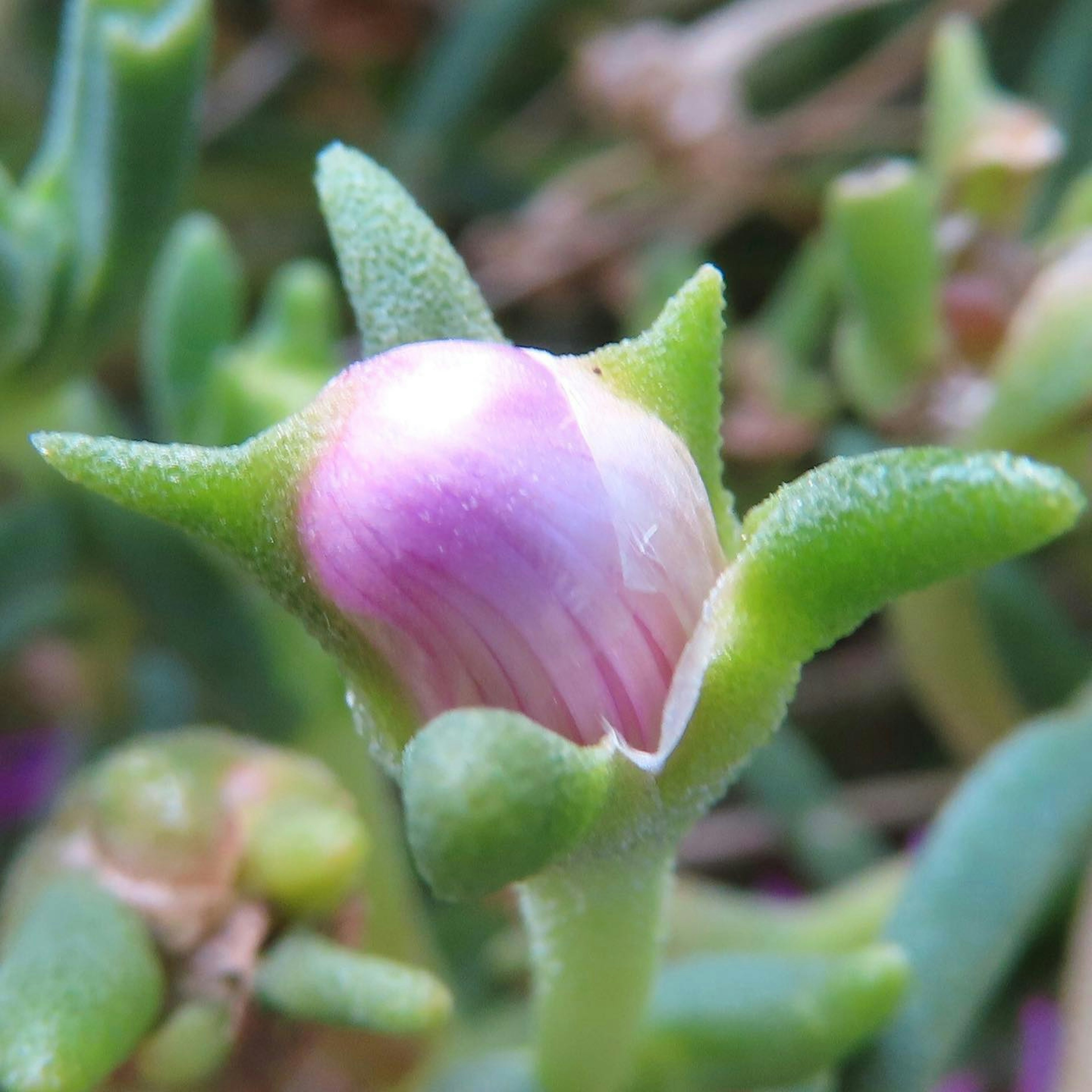 Purple flower bud surrounded by green leaves