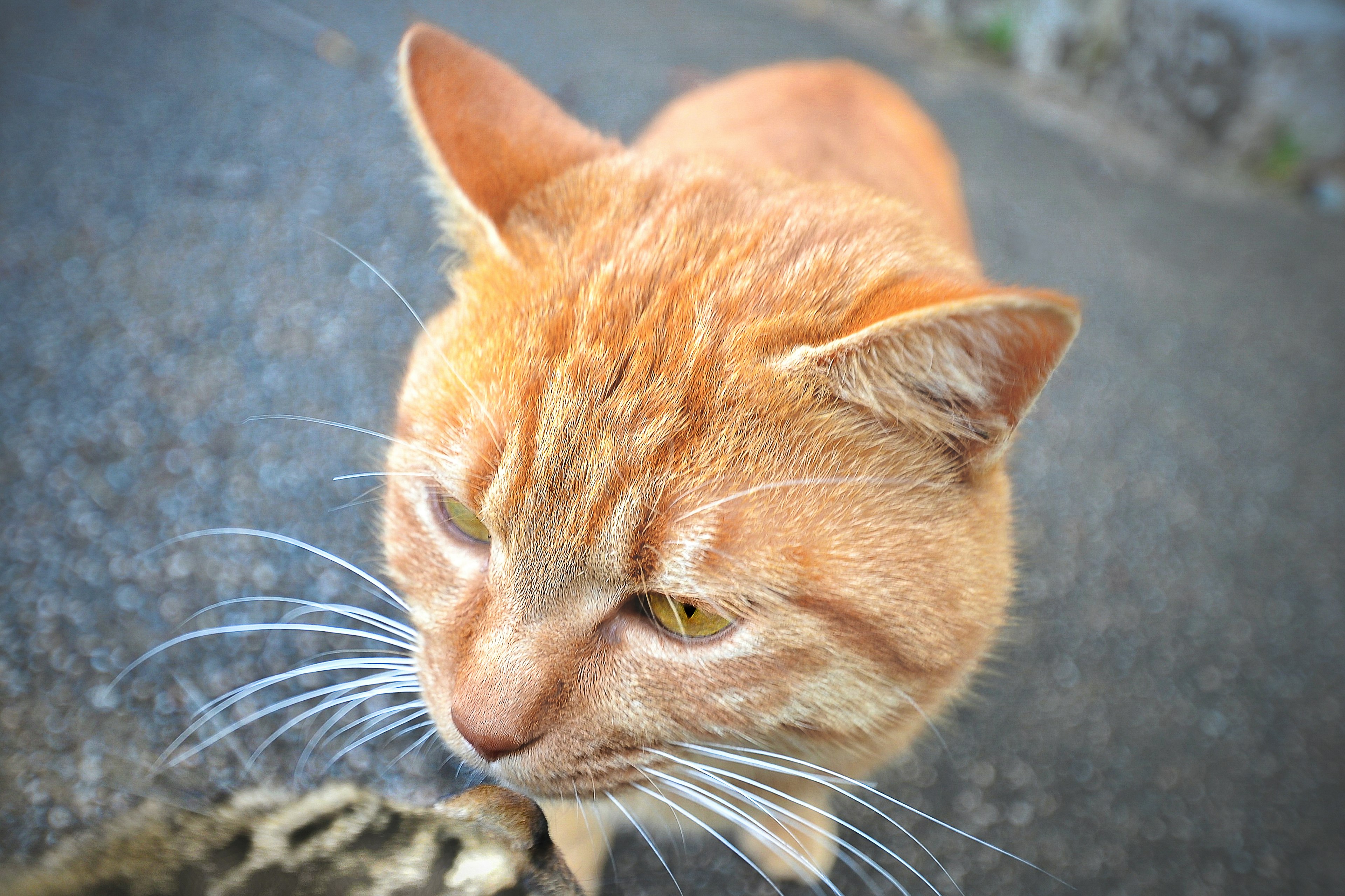 オレンジ色の猫が近くでカメラを見つめている