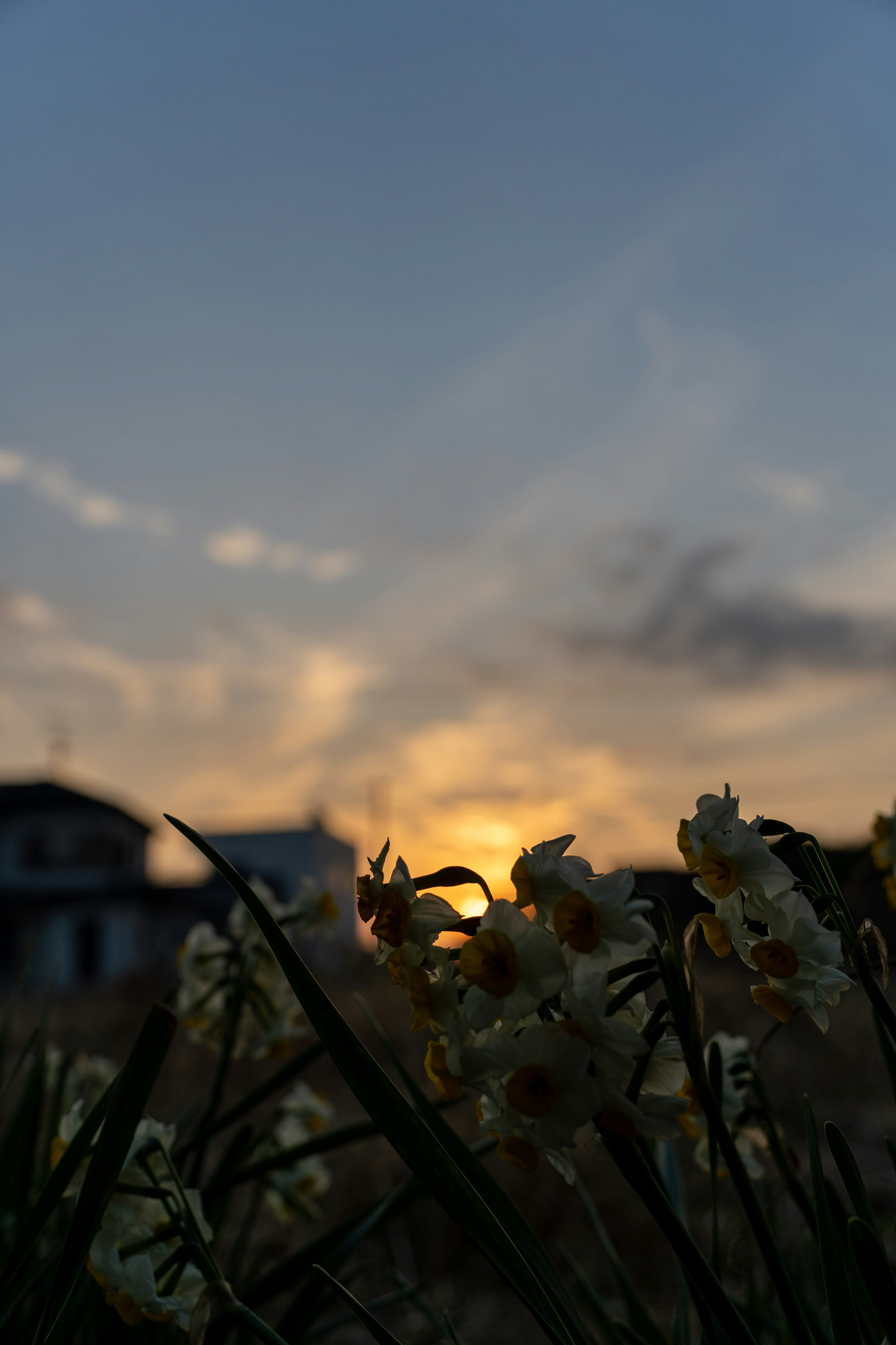 Silueta de casas contra un atardecer con flores en primer plano