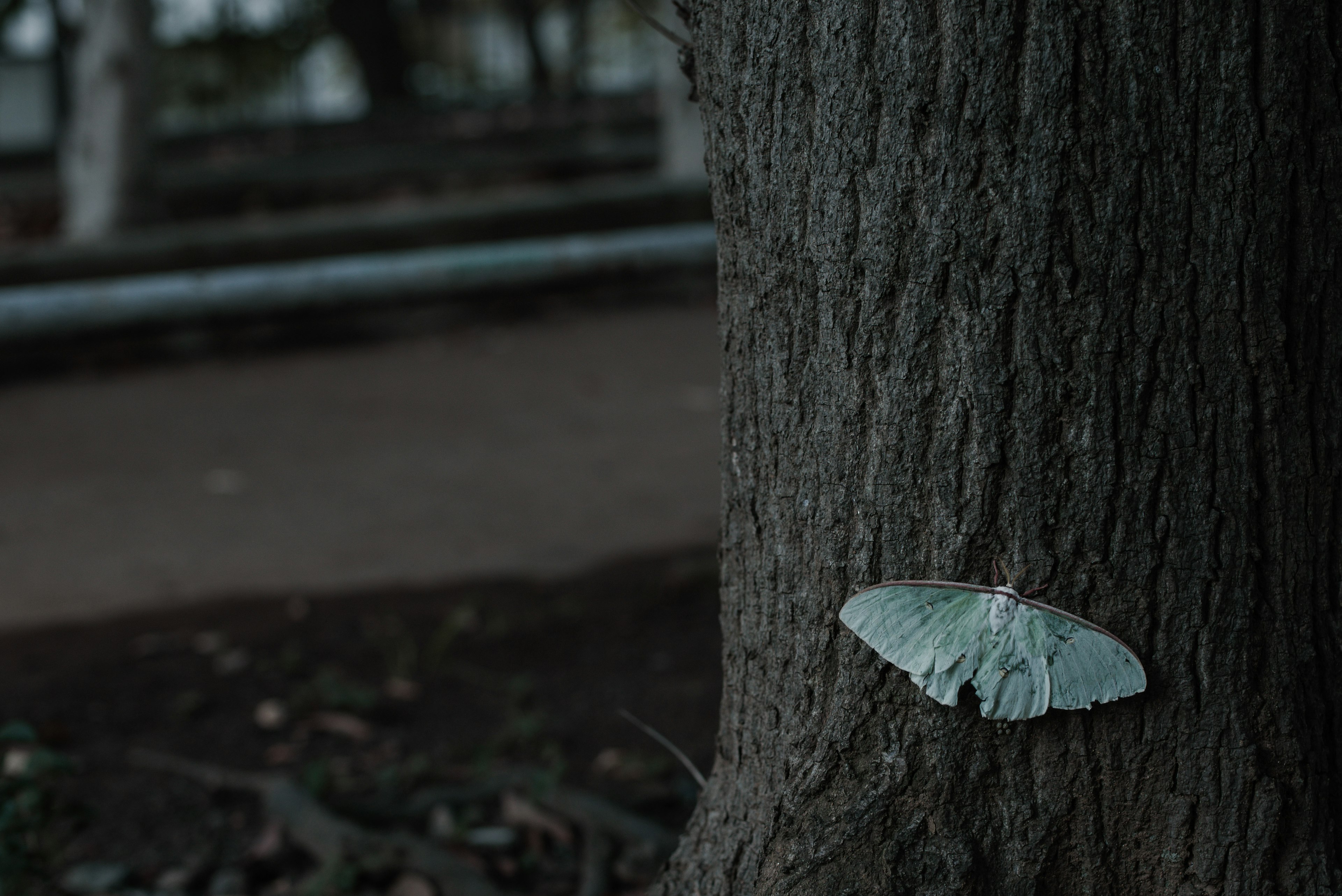 Un papillon pâle se reposant sur le tronc d'un arbre