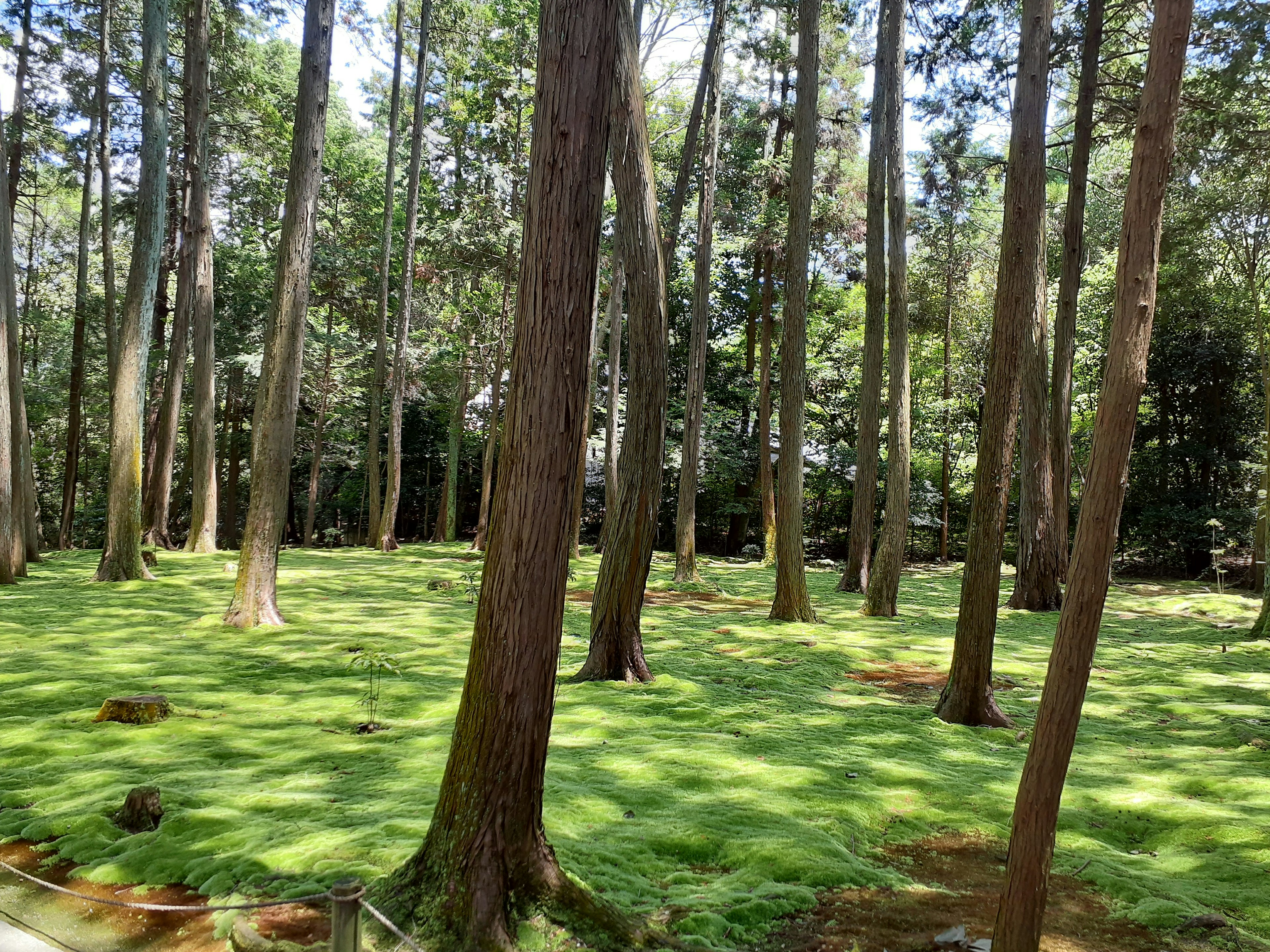 Pohon-pohon tinggi di hutan hijau subur dengan tanah yang tertutup lumut lembut