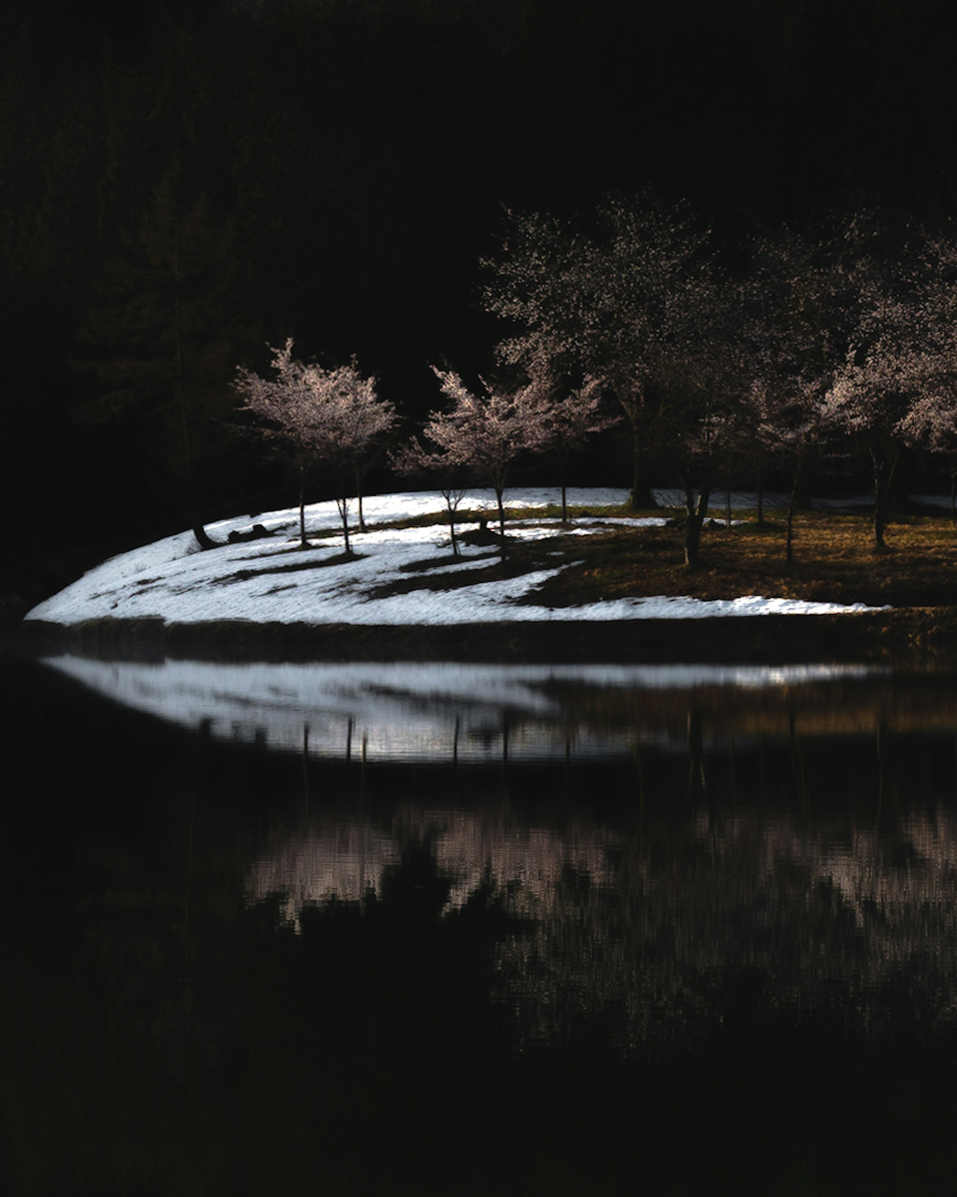 雪に覆われた丘と桜の木が水面に映る風景