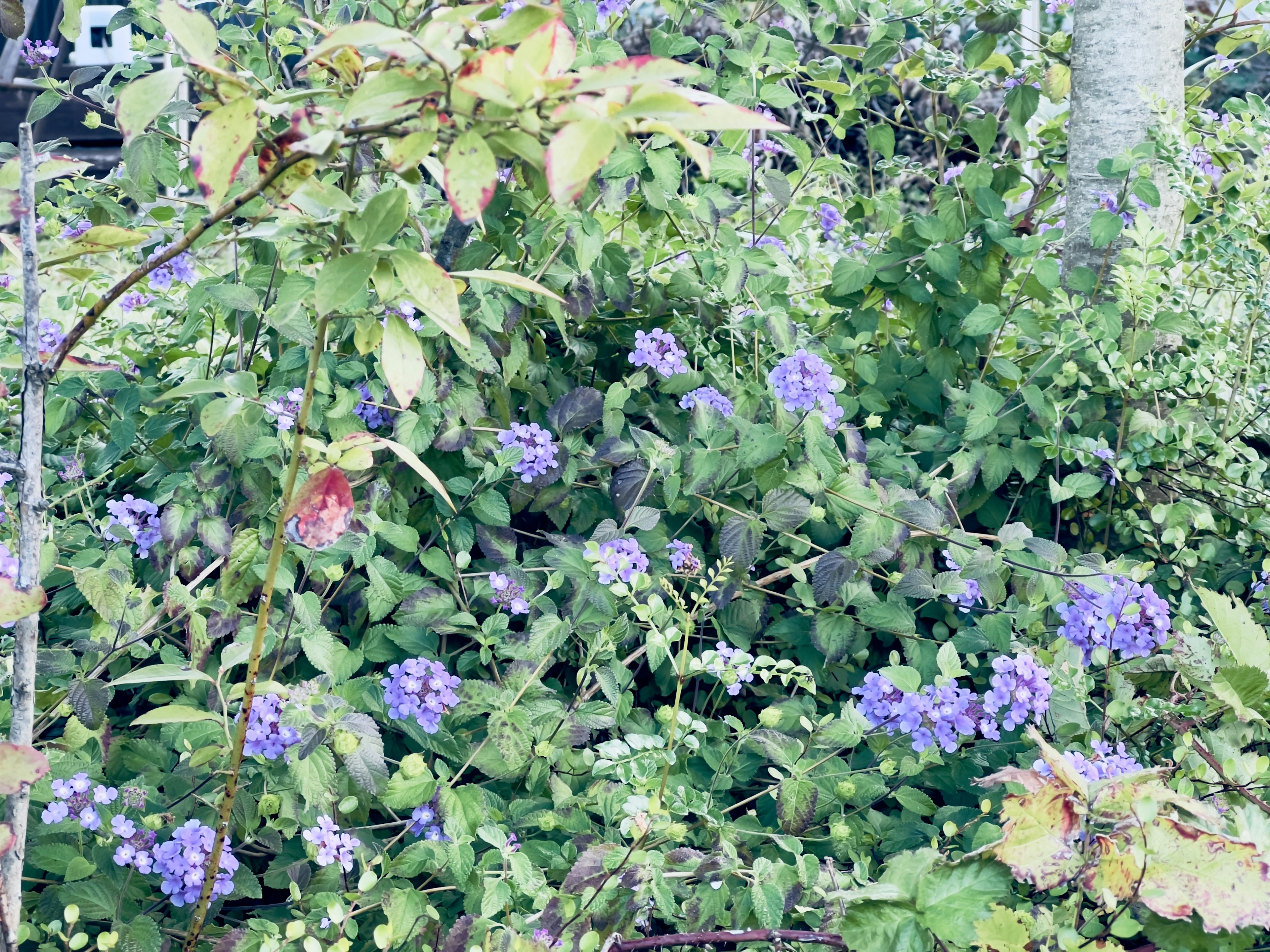 Vegetación exuberante con racimos de flores moradas