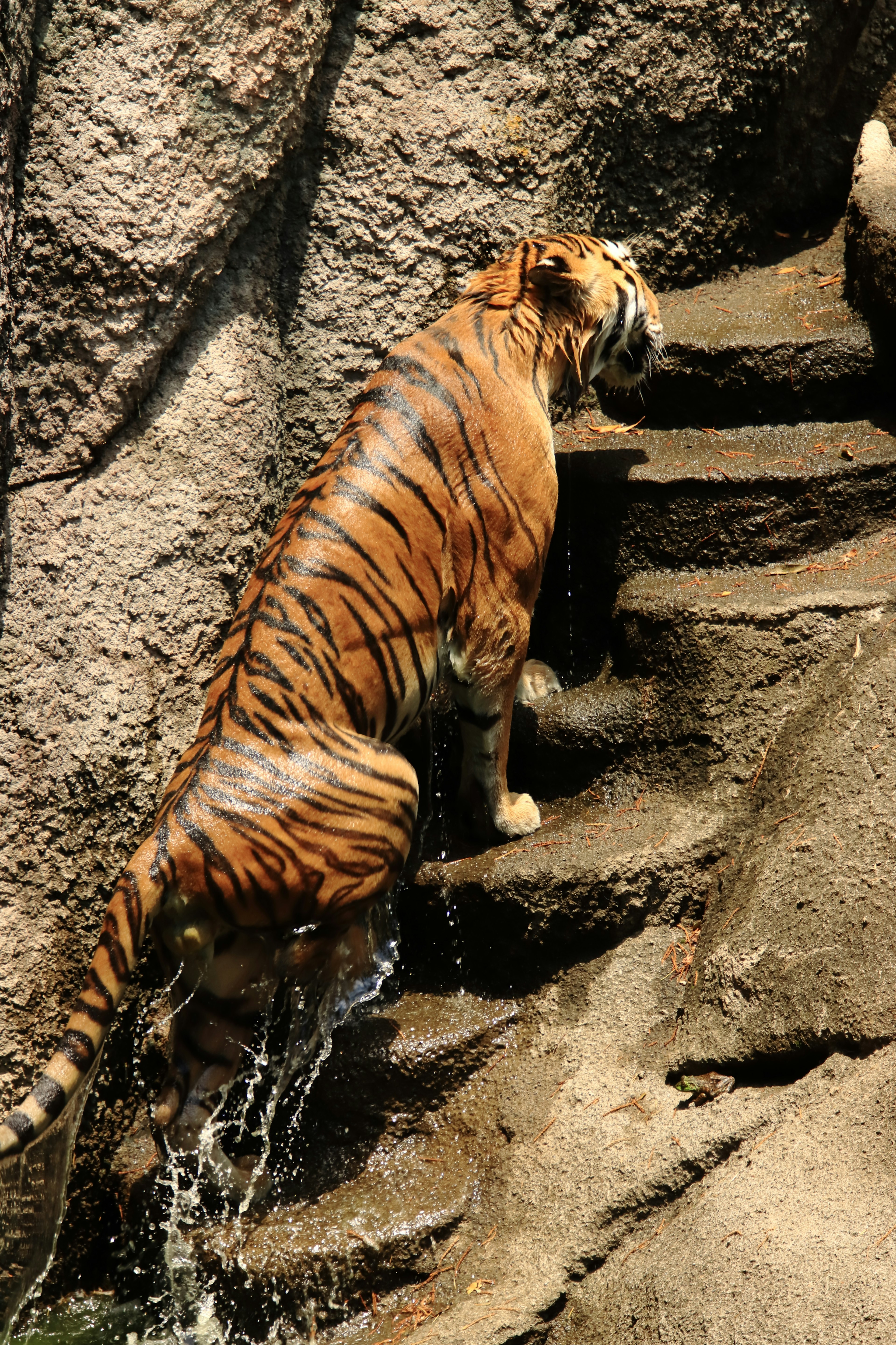 Tiger climbing up a stone staircase with water flowing