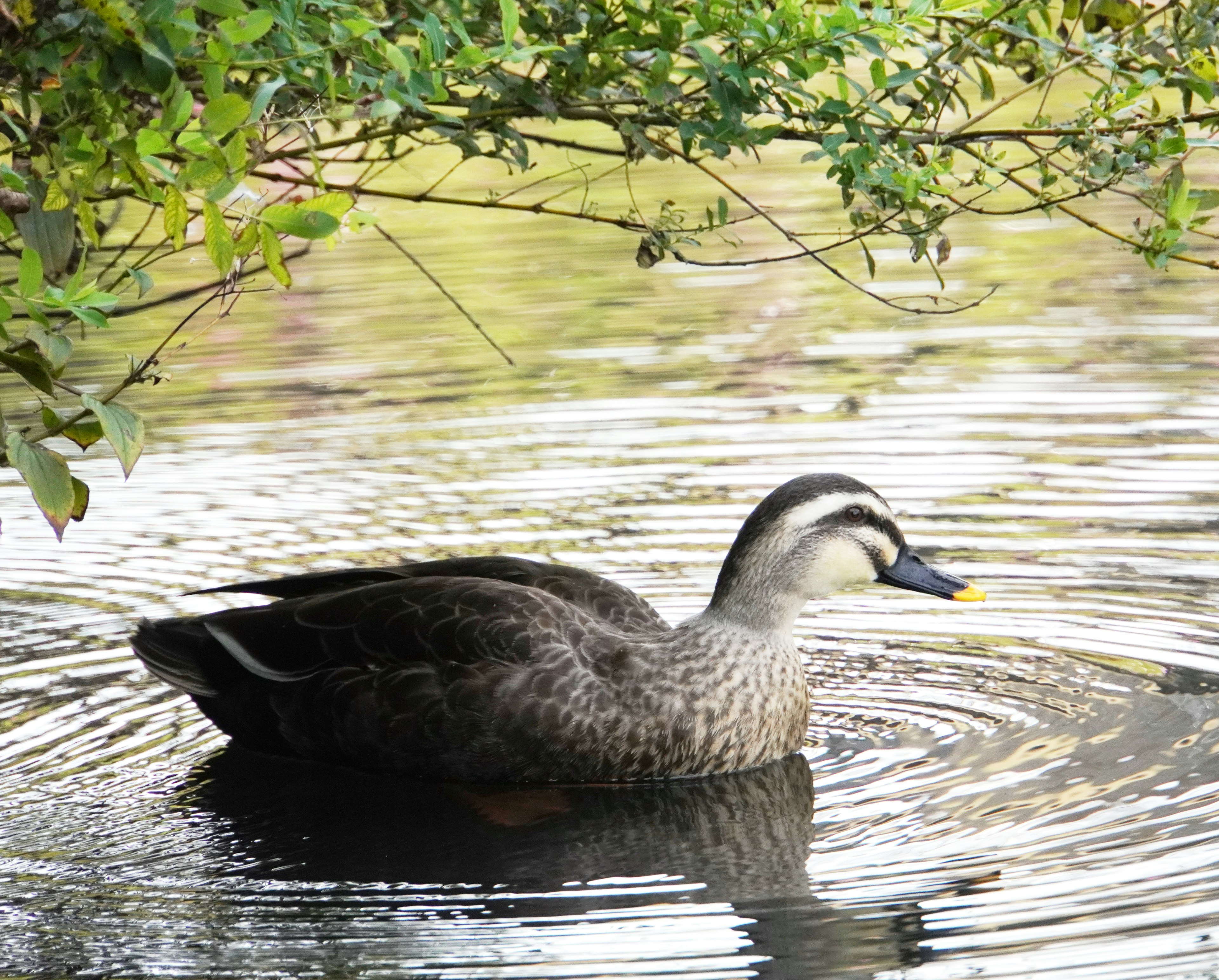 Seitenansicht einer Ente, die auf dem Wasser schwimmt, mit ruhigem Hintergrund