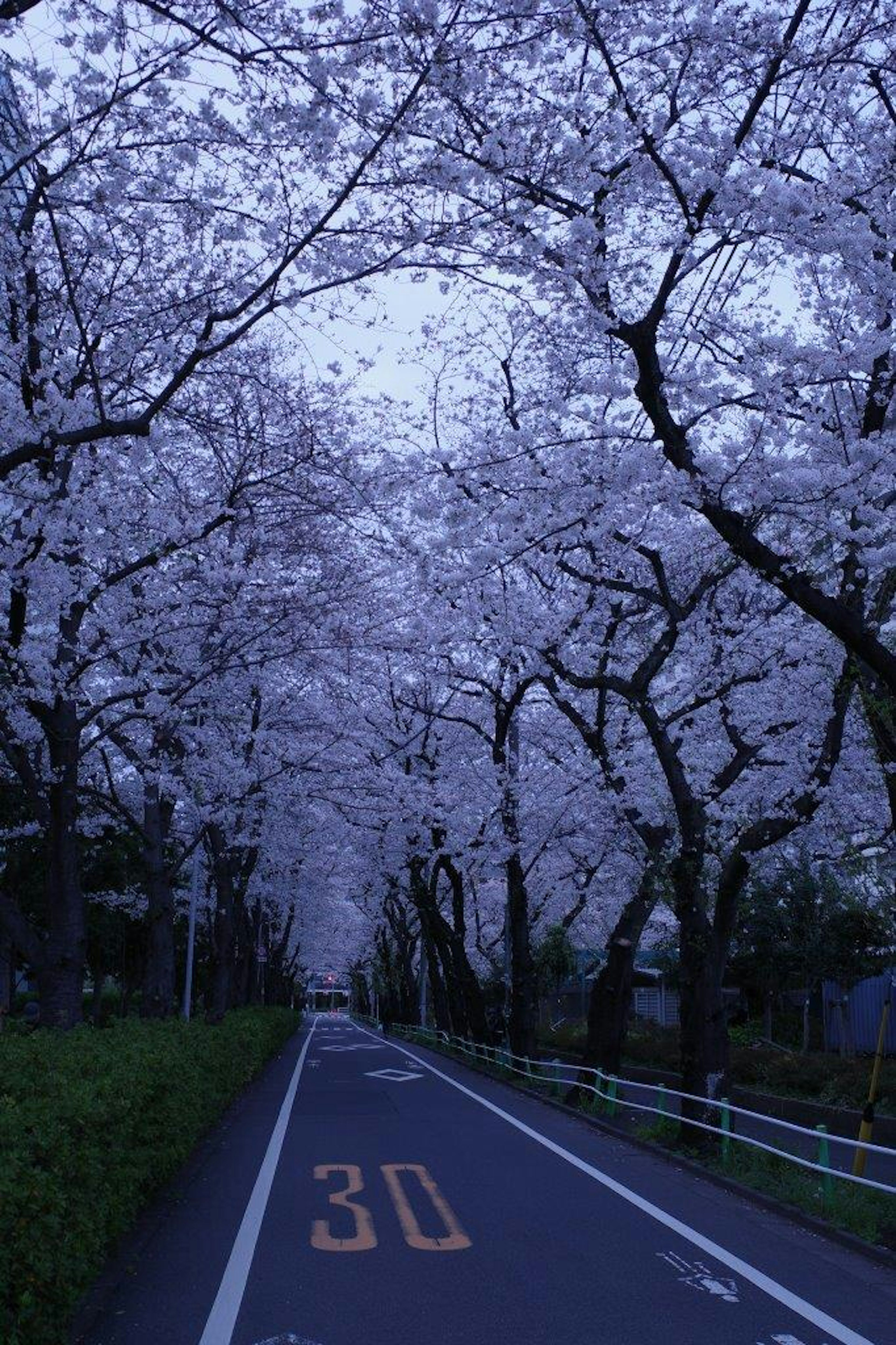 一條寧靜的道路，兩旁是櫻花樹