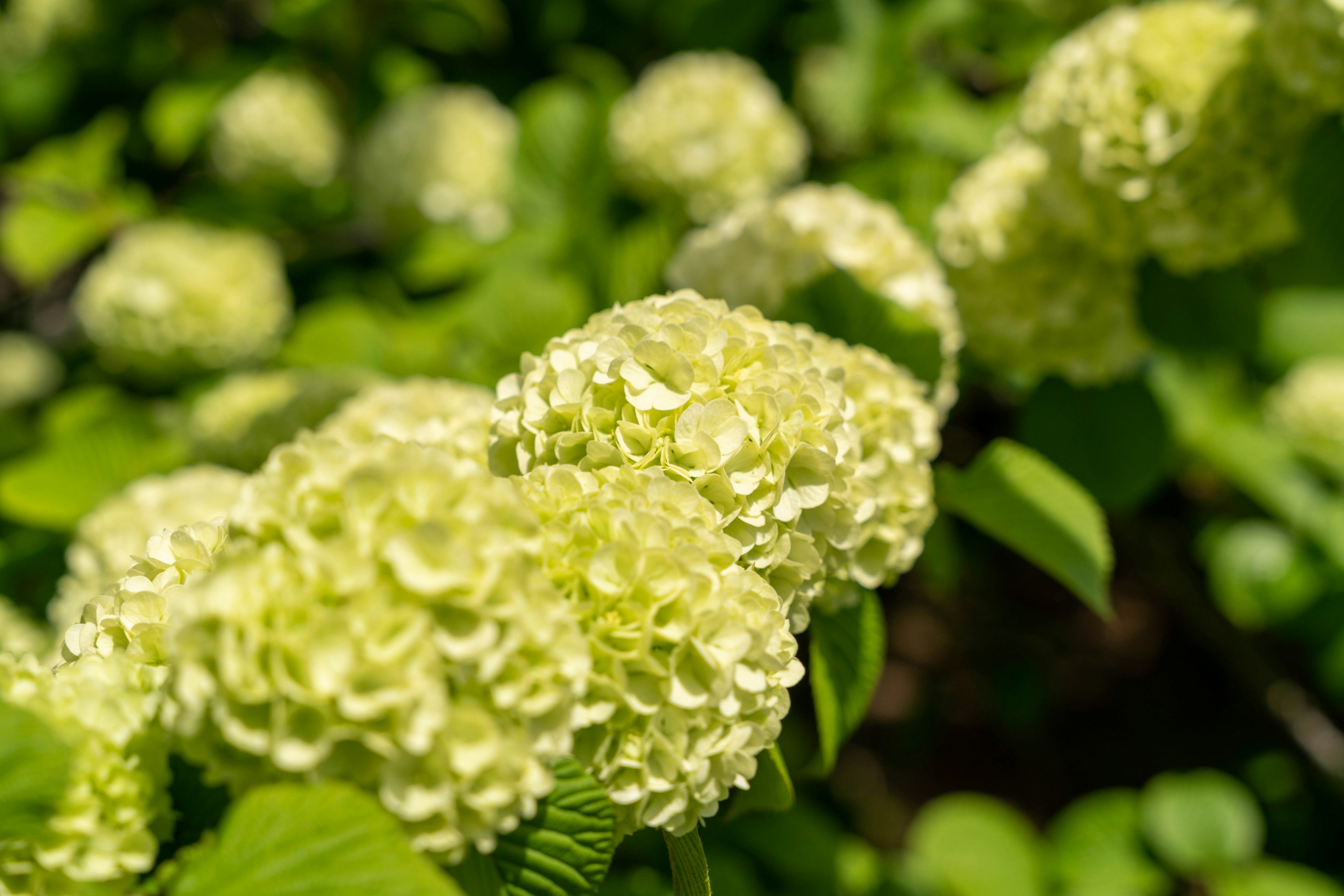 Kedekatan bunga hortensia hijau yang mekar