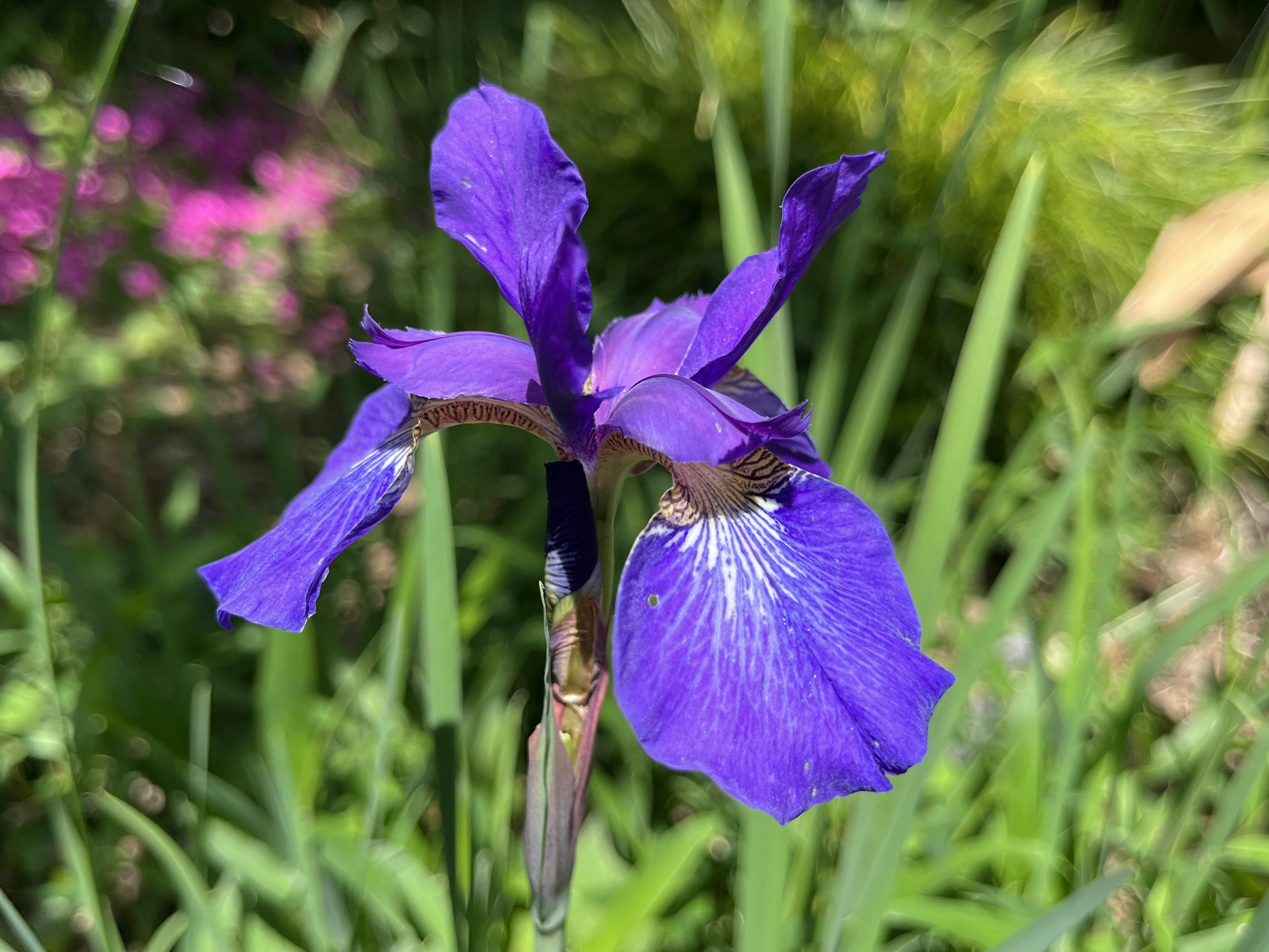 鮮やかな紫色のアイリスの花が緑の草の中に咲いている