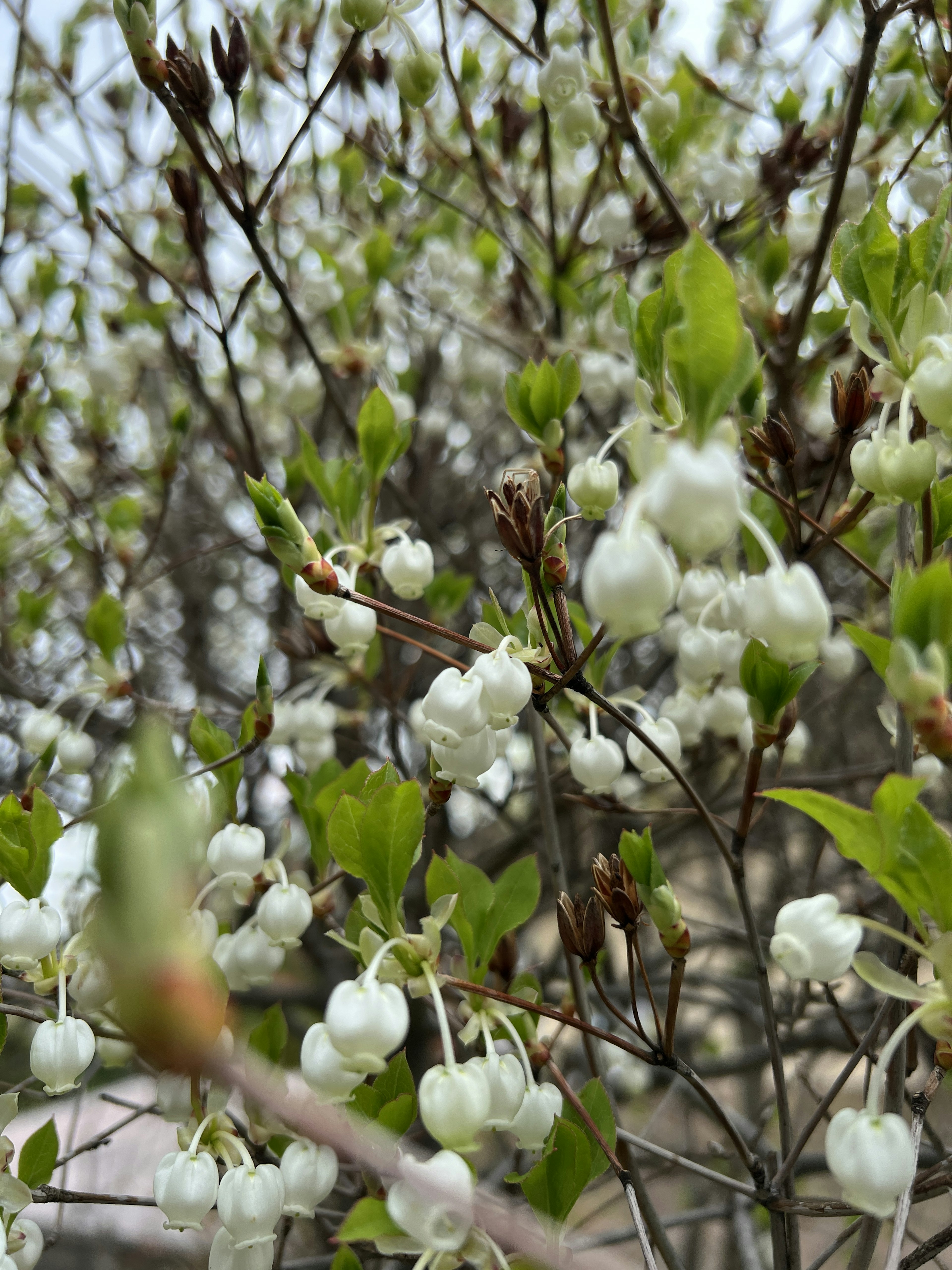 白い花と緑の葉が特徴的な木の枝