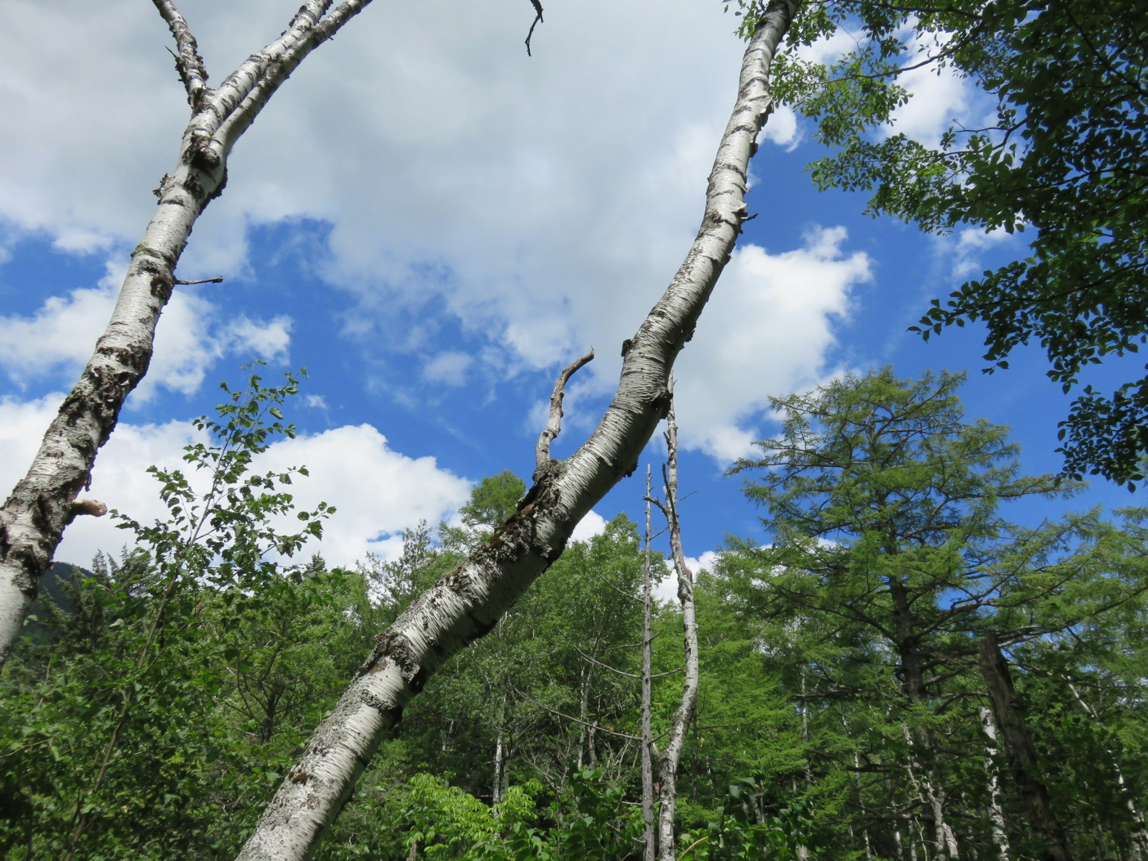 Pohon birch di bawah langit biru dengan awan putih