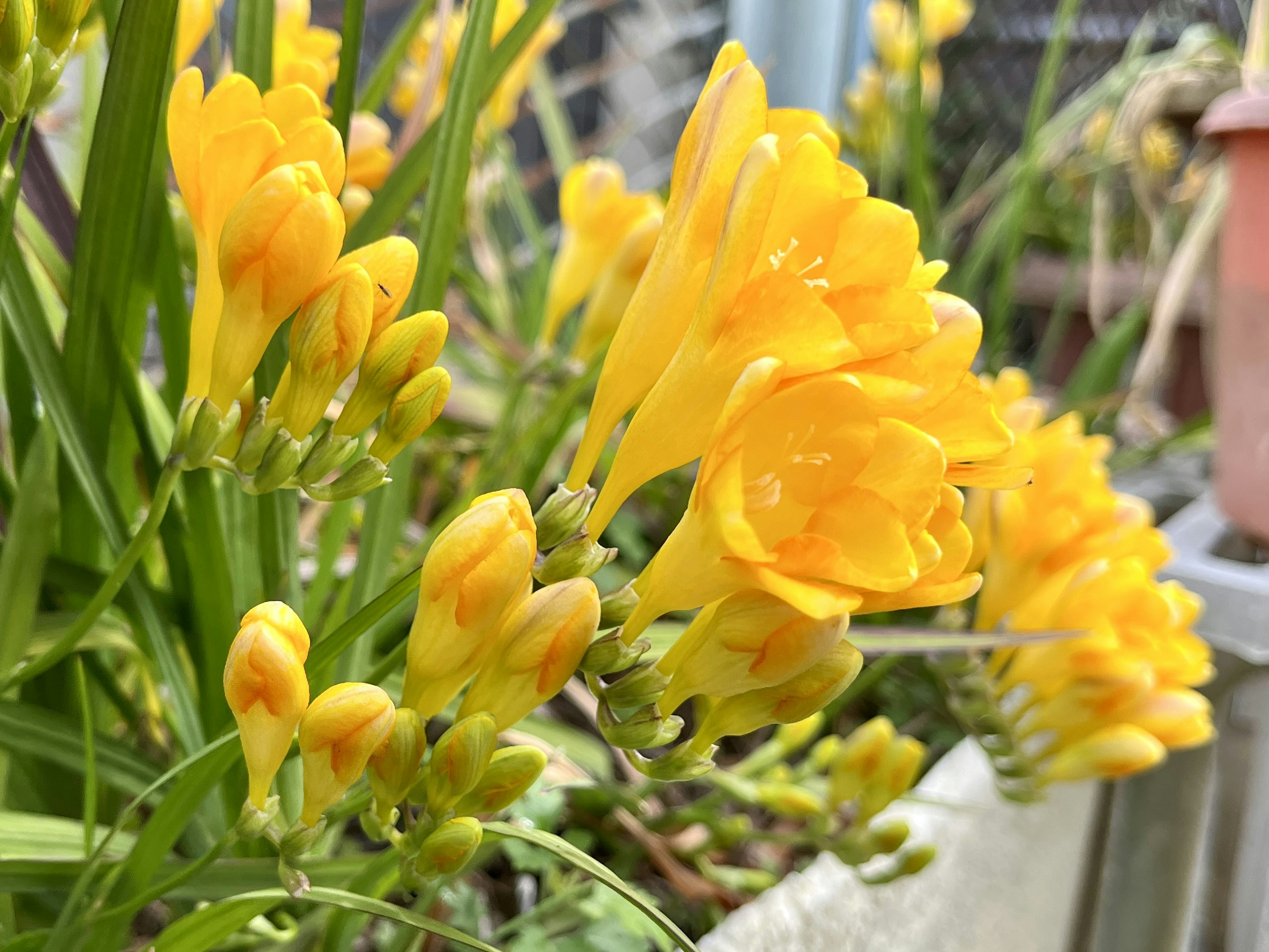 Fiori di fresia gialli che fioriscono in un giardino