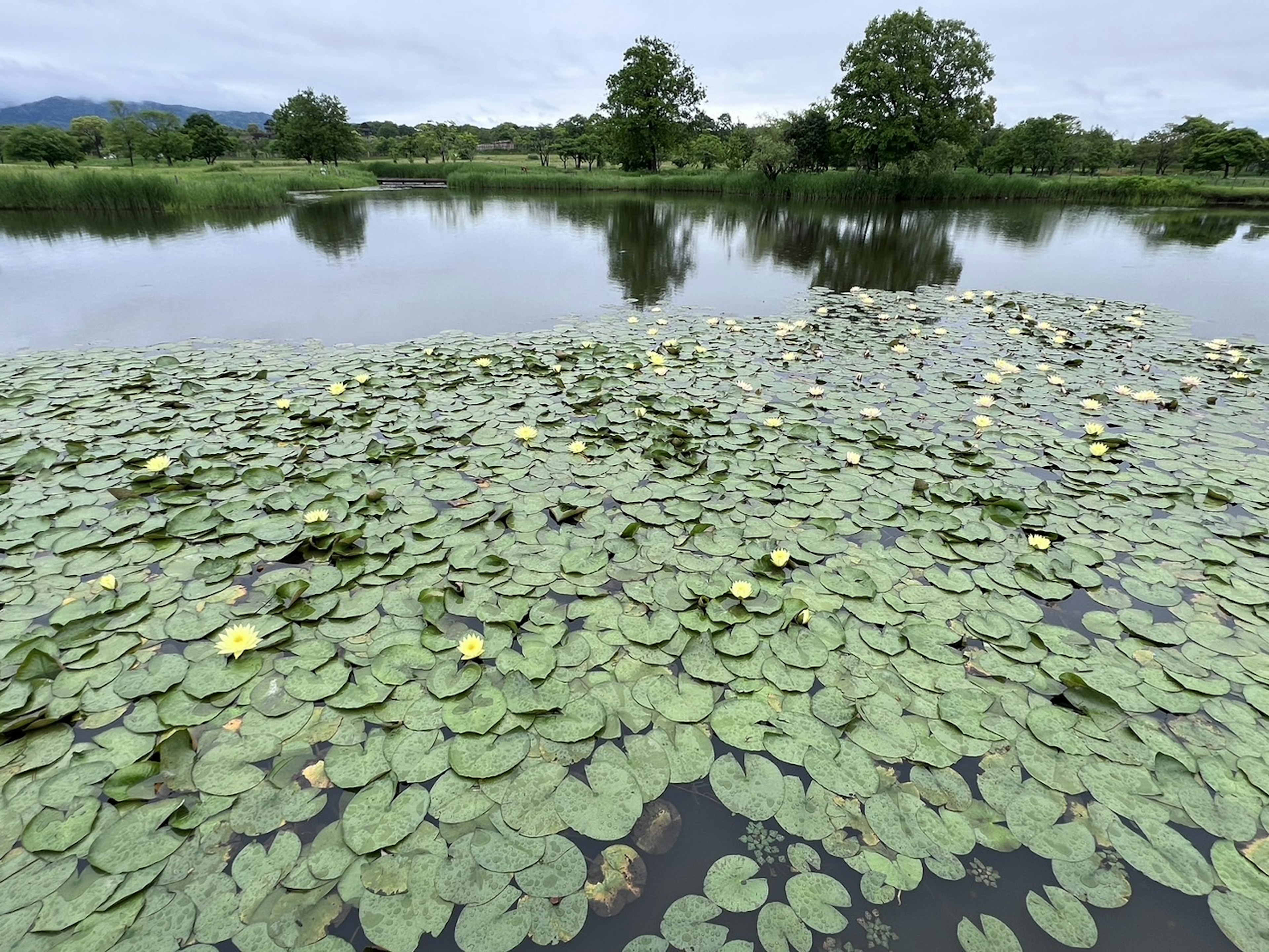 Un étang serein avec des nénuphars et des fleurs blanches flottant sur l'eau