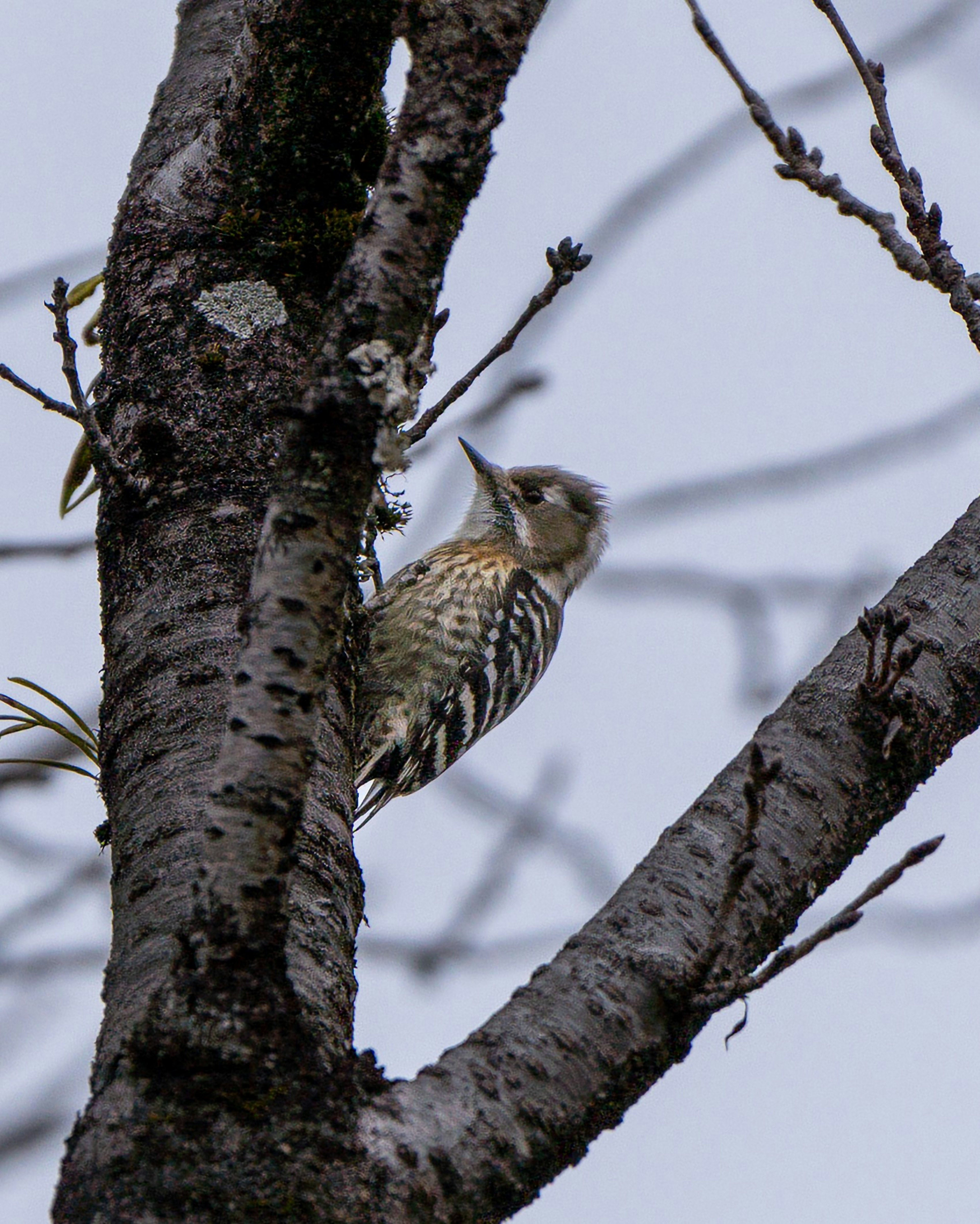 Pájaro carpintero posado en una rama de árbol