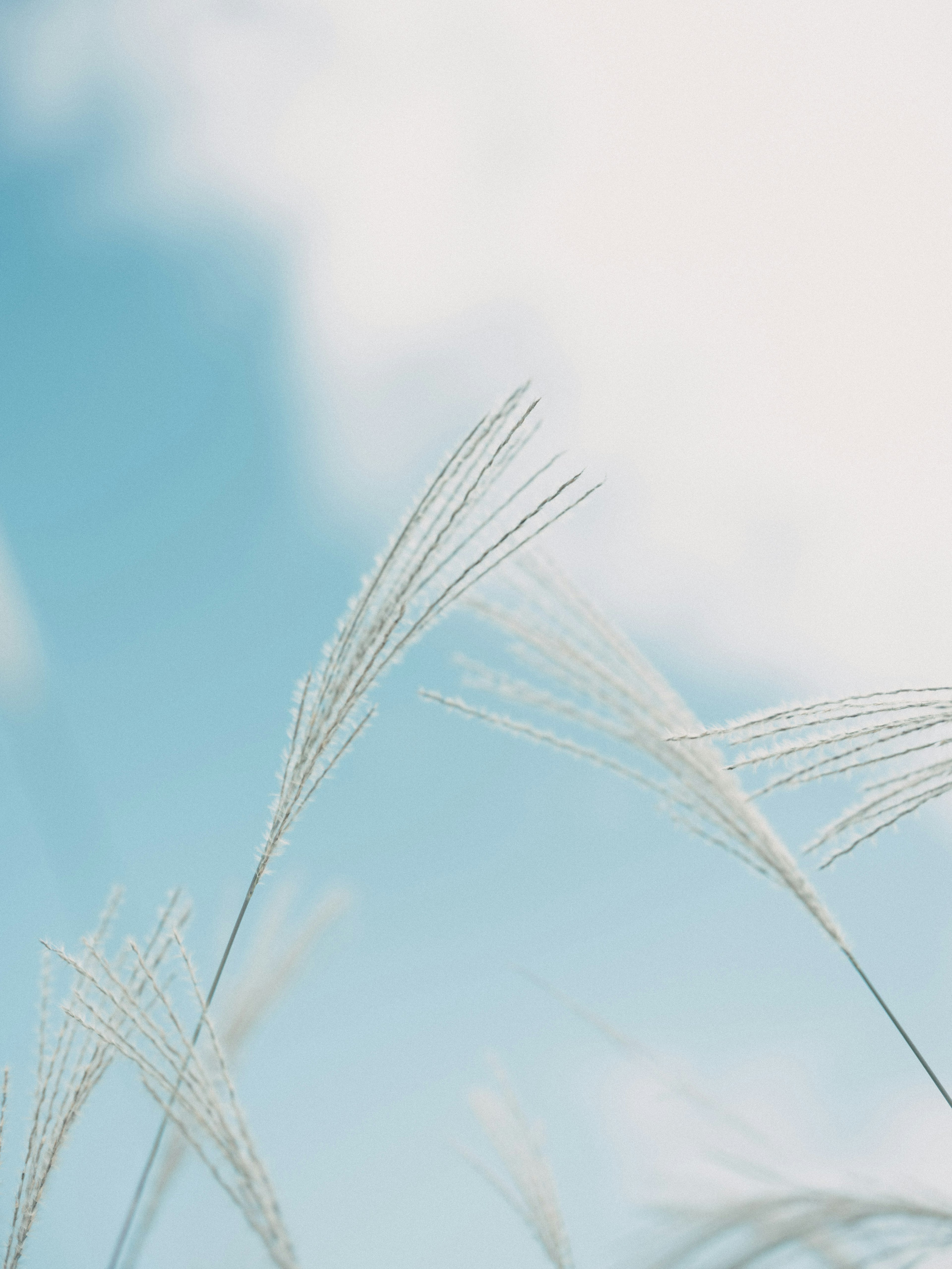 White pampas grass swaying under a blue sky