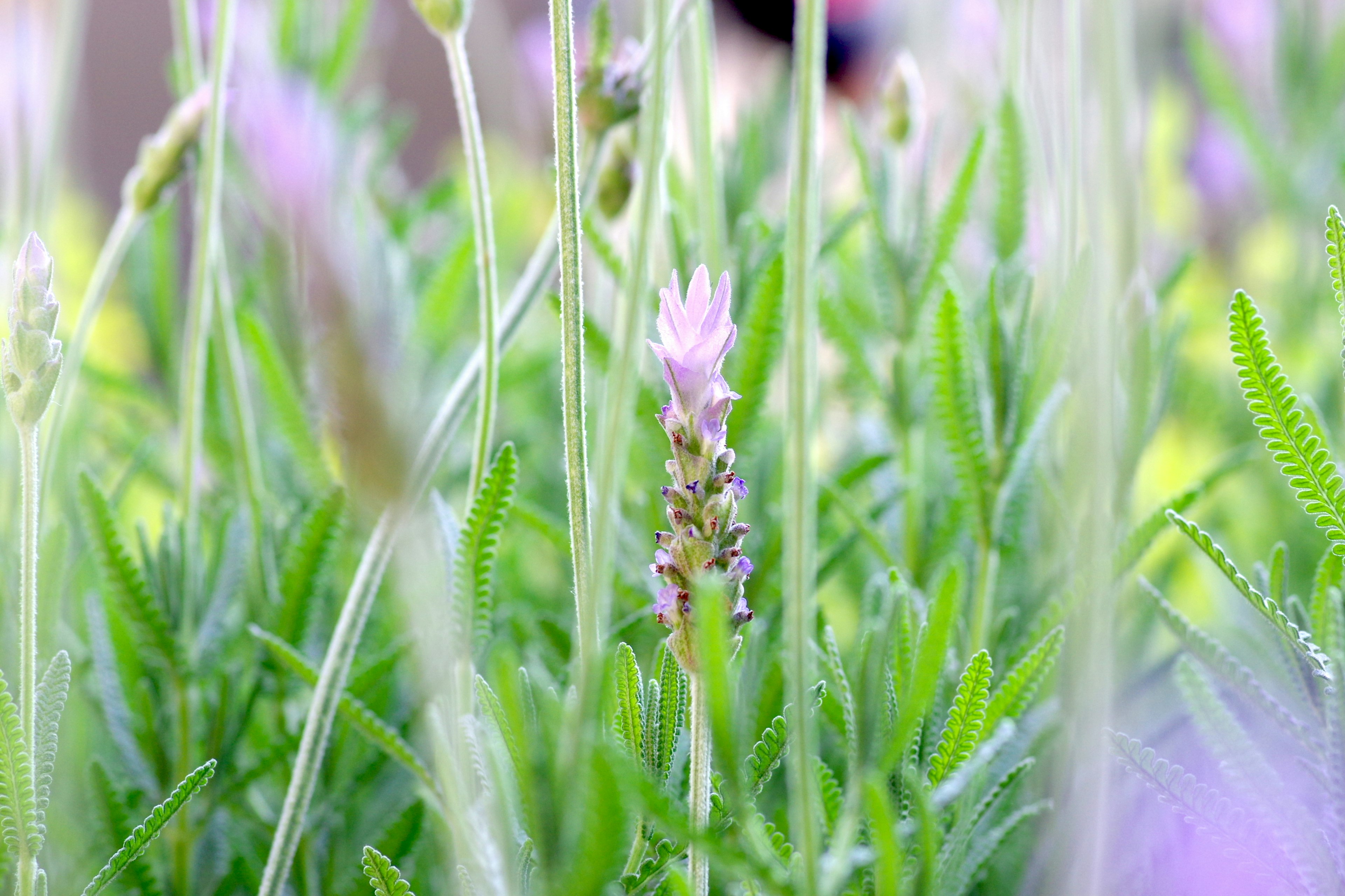 Eine Ansicht von helllila Blumen, die zwischen grünem Gras blühen